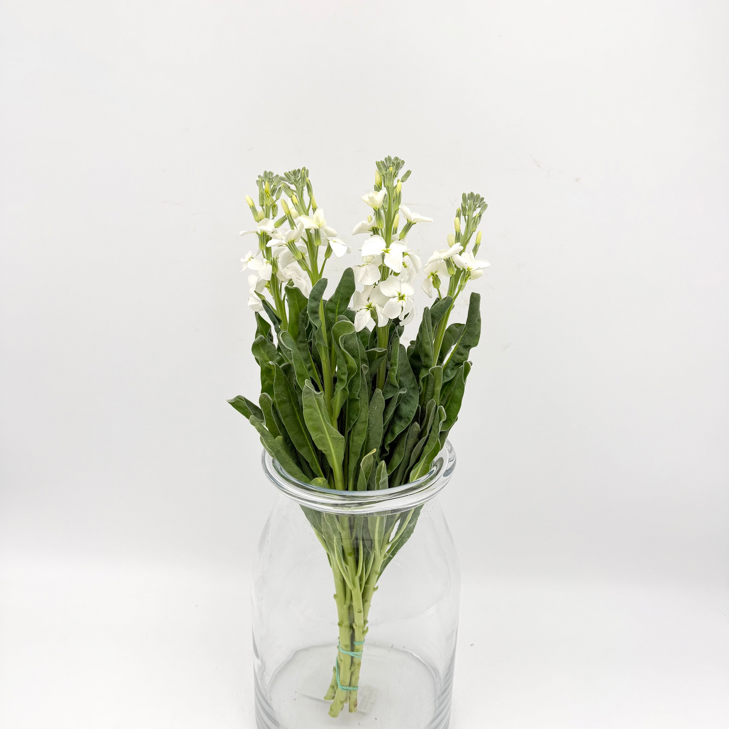 Matthiola White (Single) (x5s)