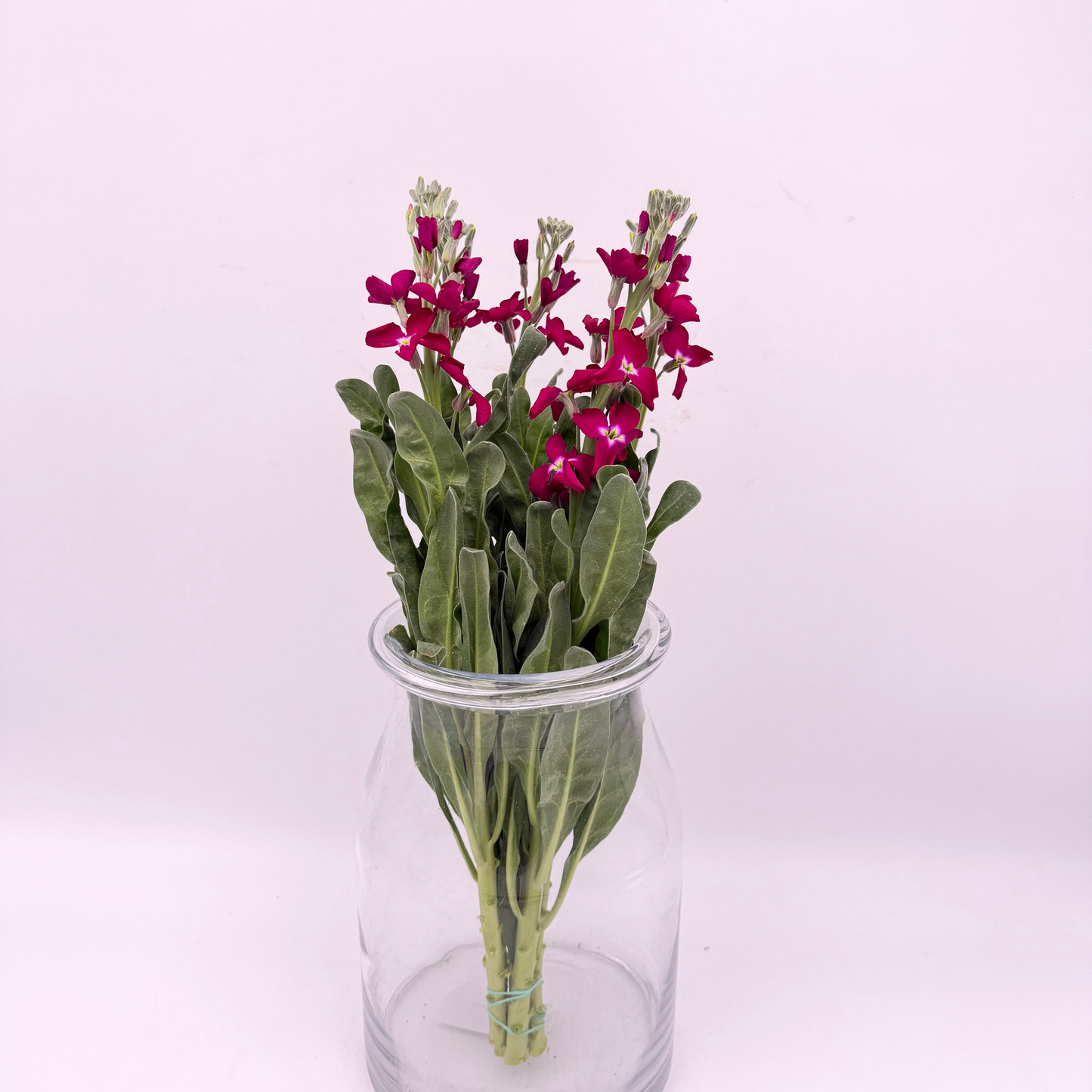 Matthiola Red (Single) (x5s)