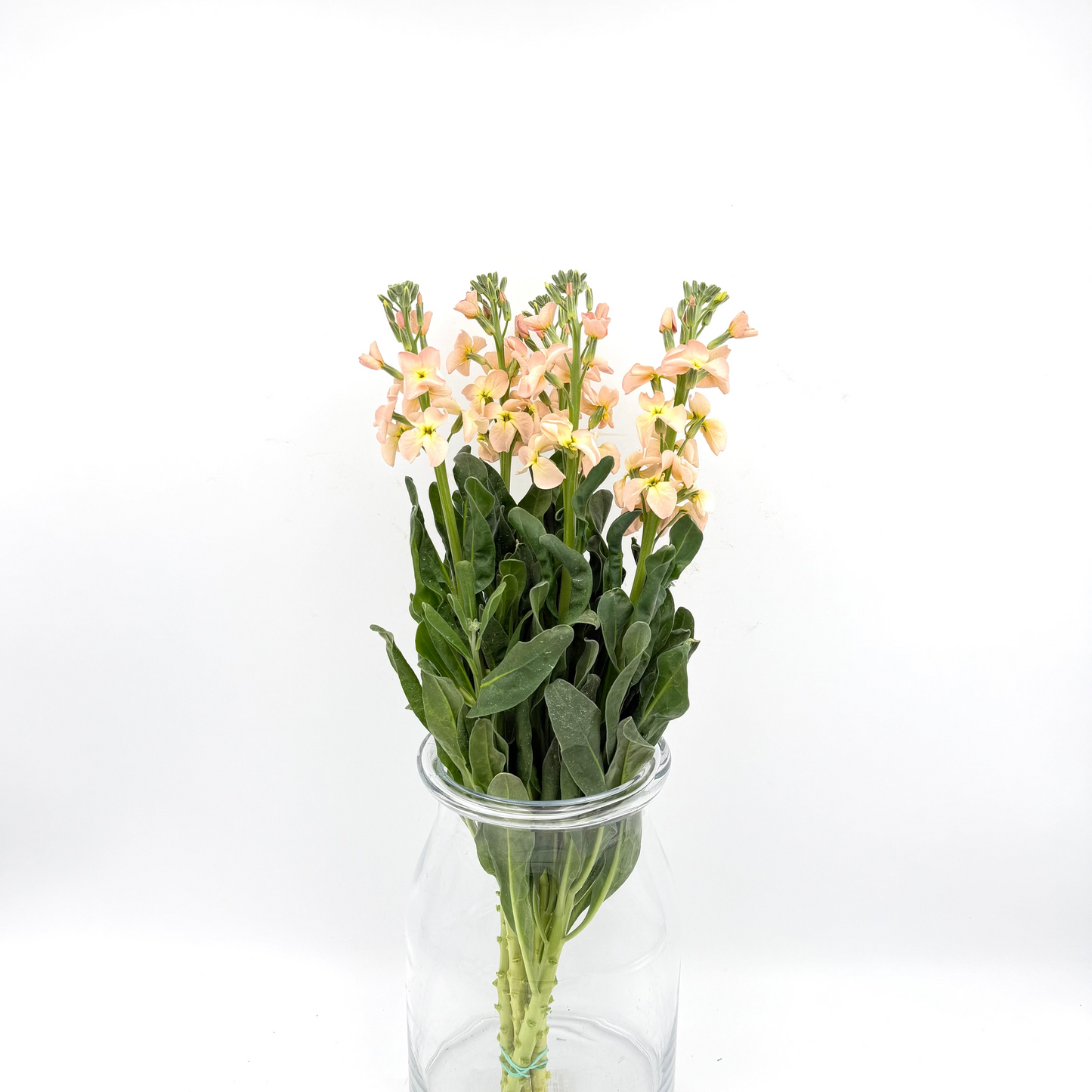 Matthiola Single Apricot (x5s)