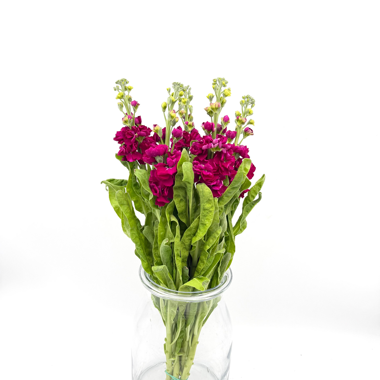 Matthiola Red 45-50cm (x5s)