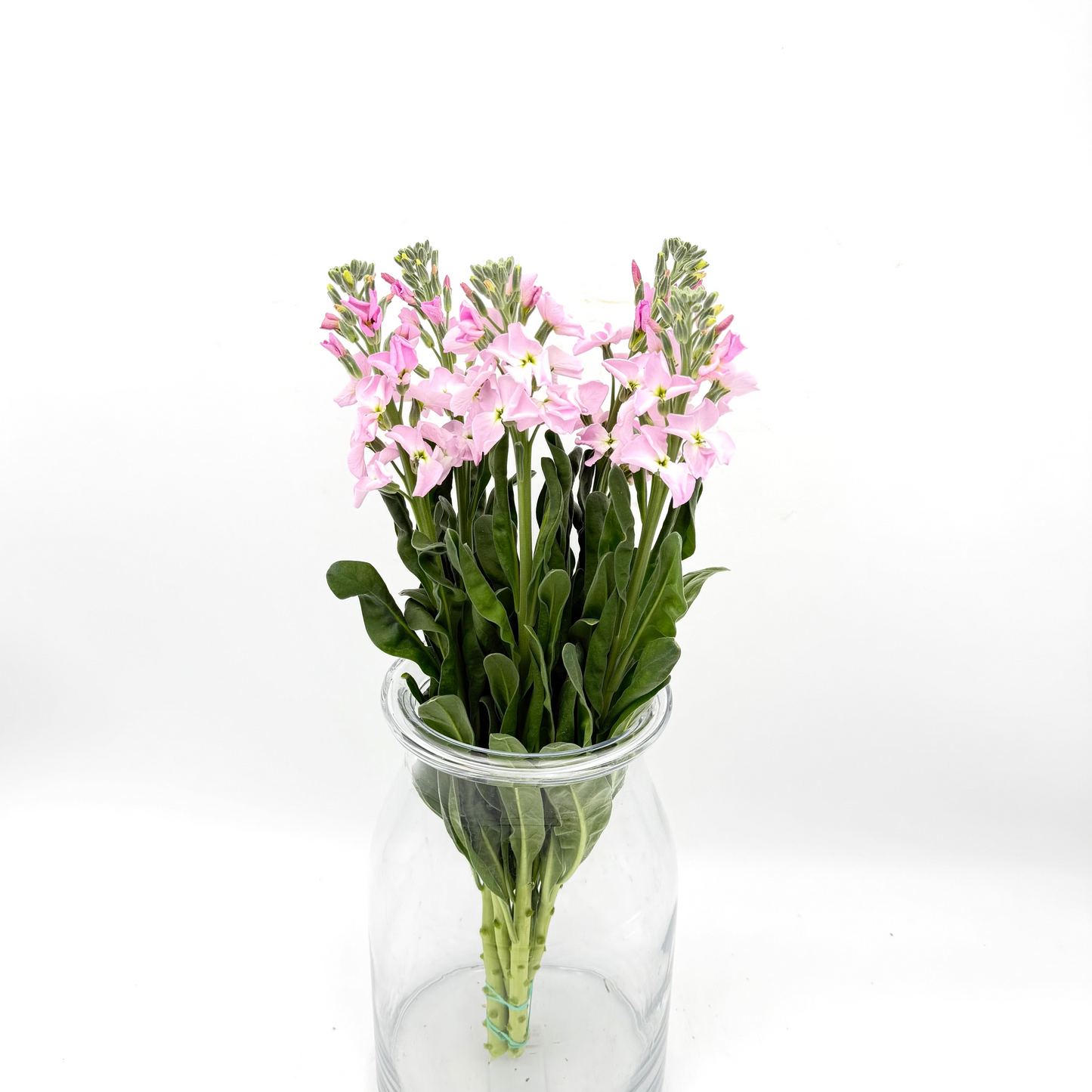 Matthiola Single Light Pink 45-50cm (x5s)