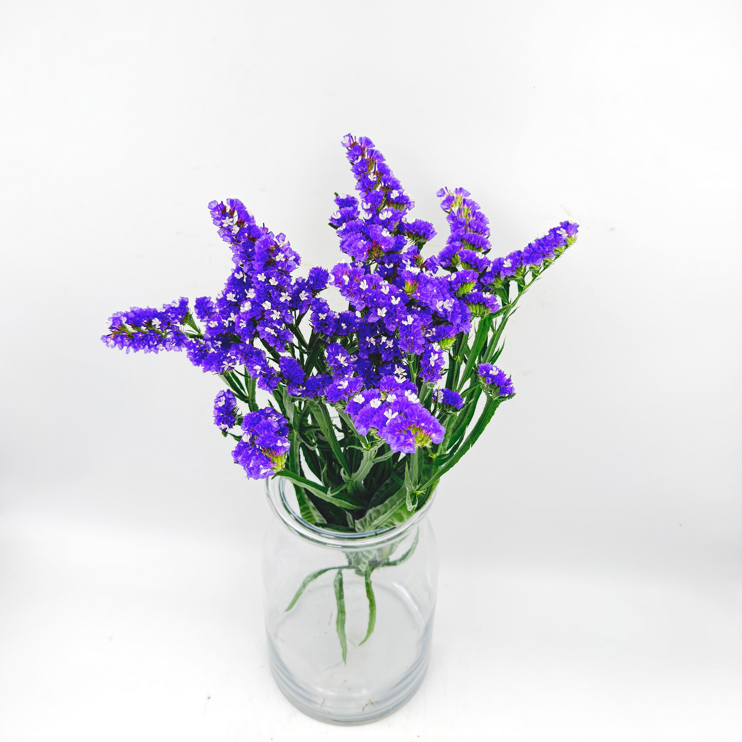 Limonium Statice Violeta 50cm (x5s)