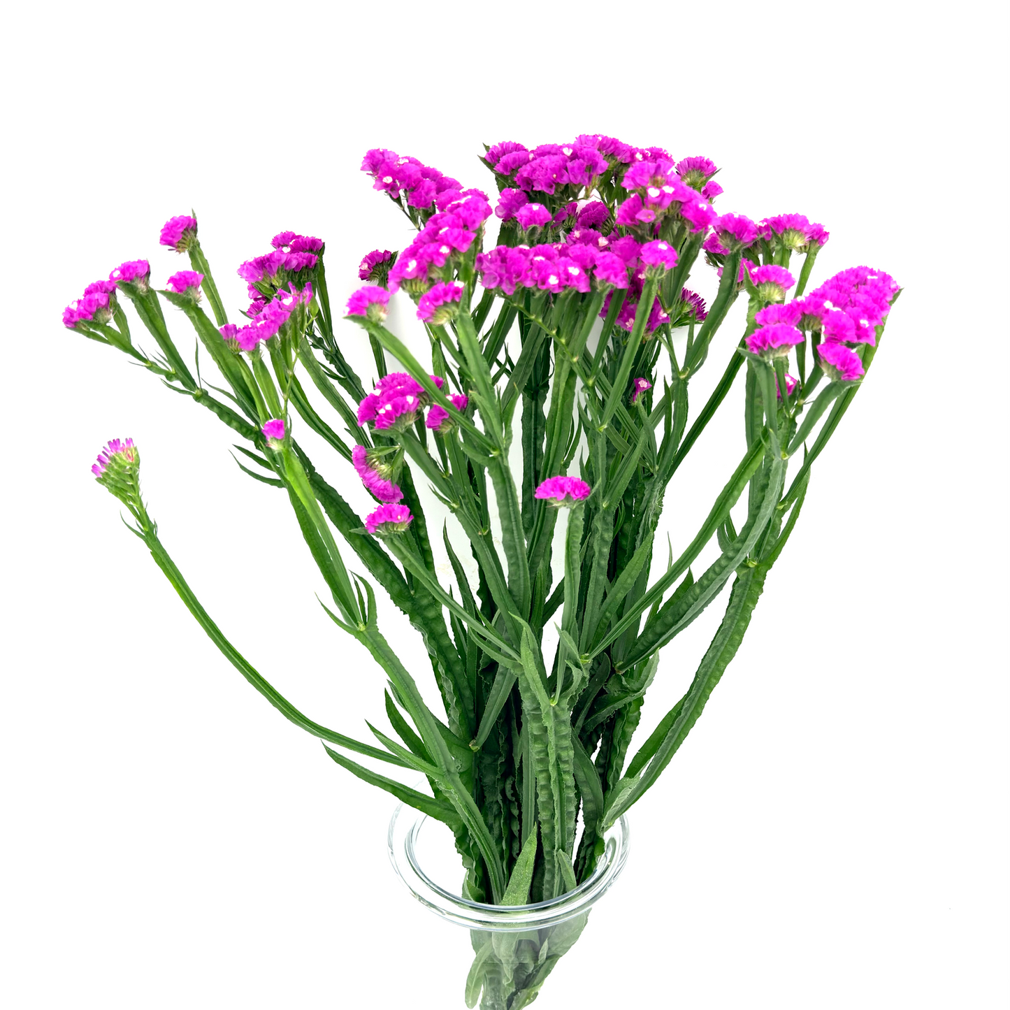 Limonium Statice Pink 70cm (x5s)
