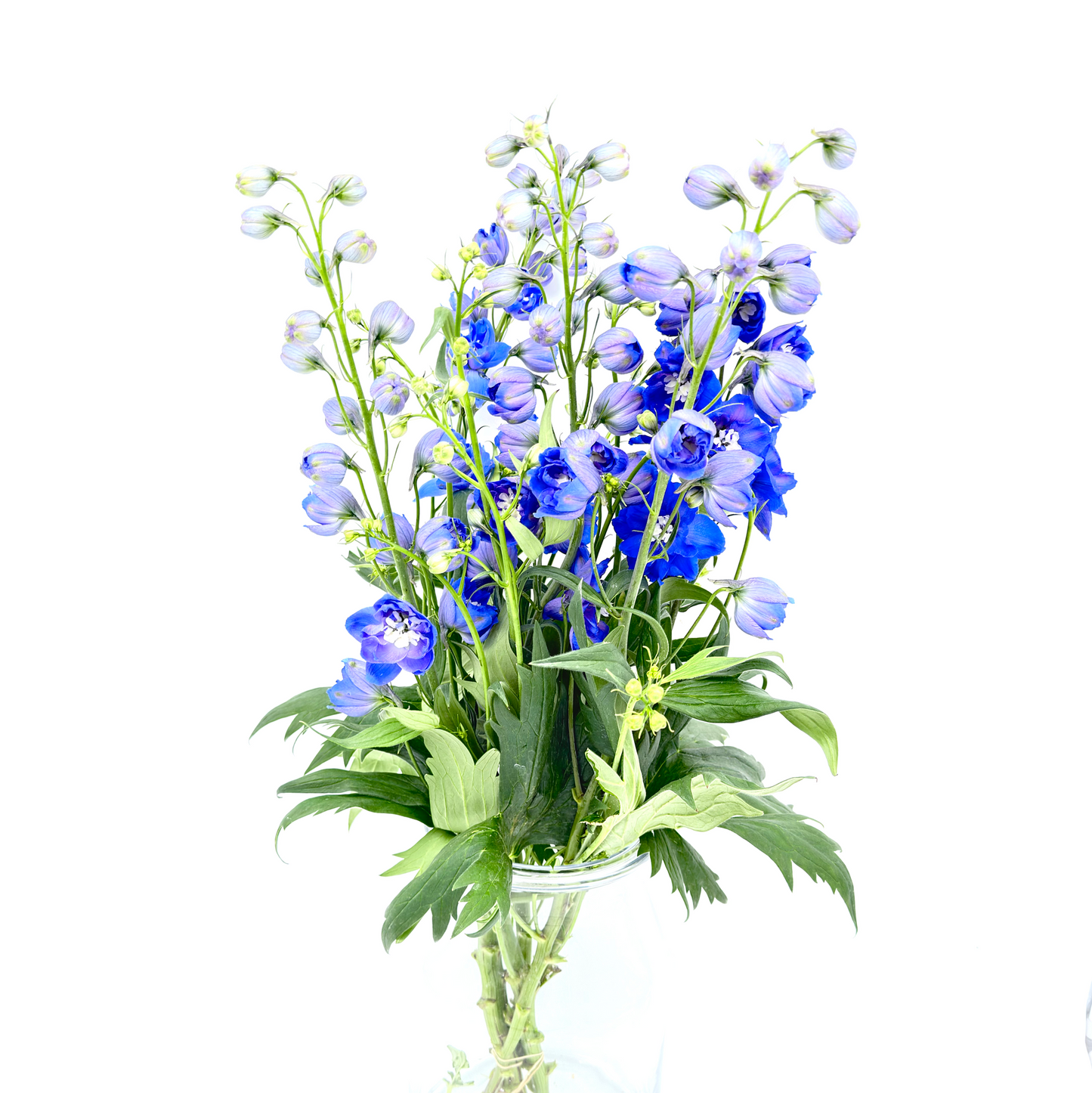 Delphinium Elatum 'Morning Light' Double Flowered 65cm (x5s)