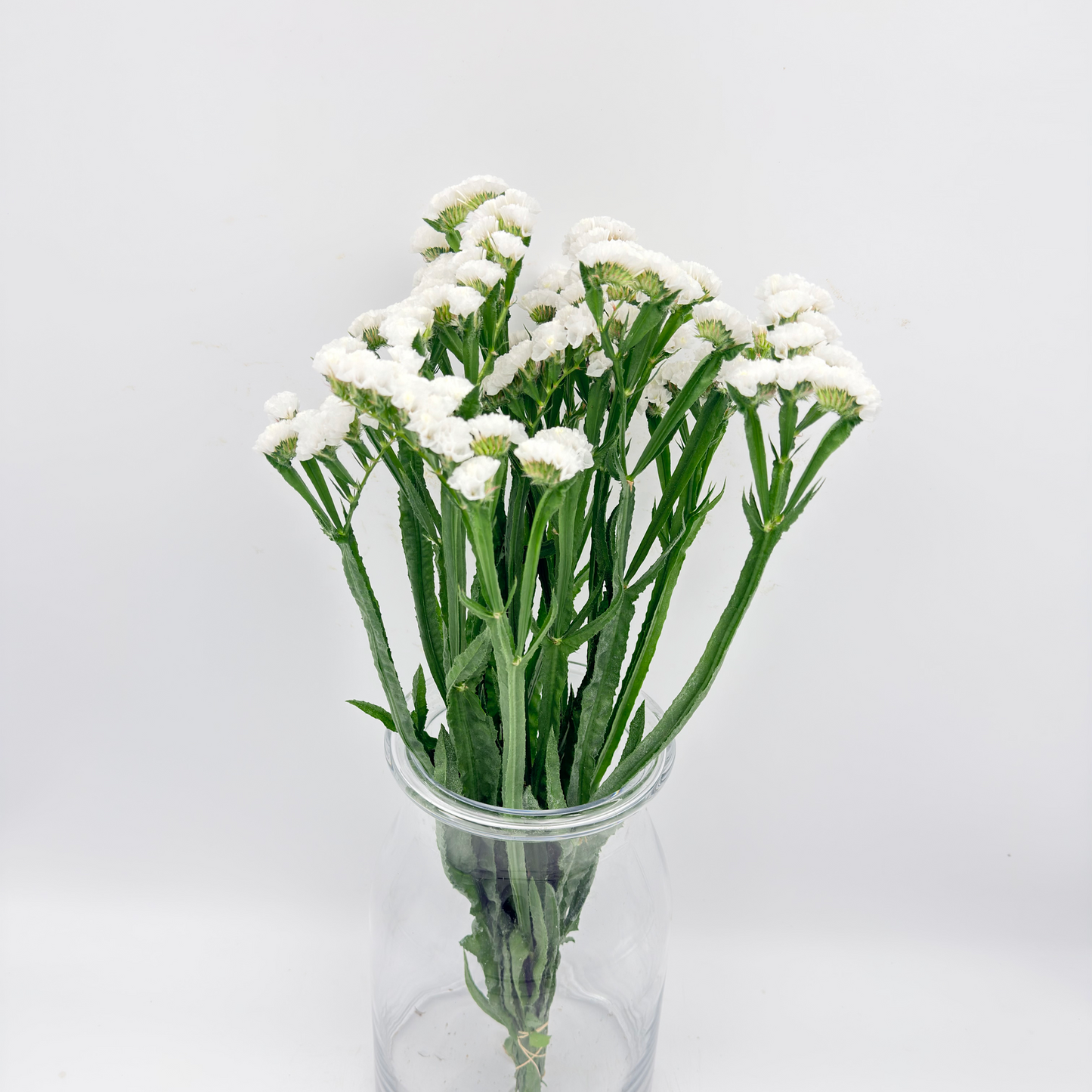 Limonium Statice White 50cm (x5s)