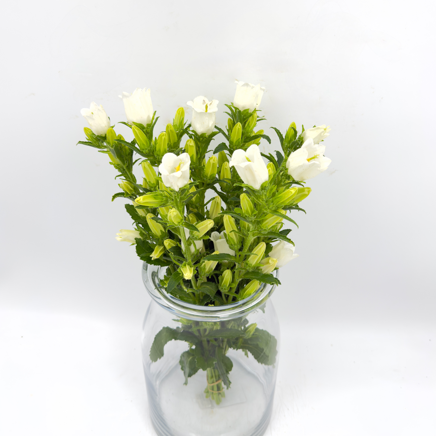 Campanula White 50cm (x10s)