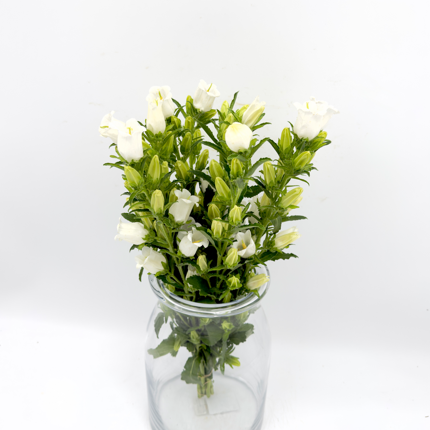 Campanula White 40cm (x10s)