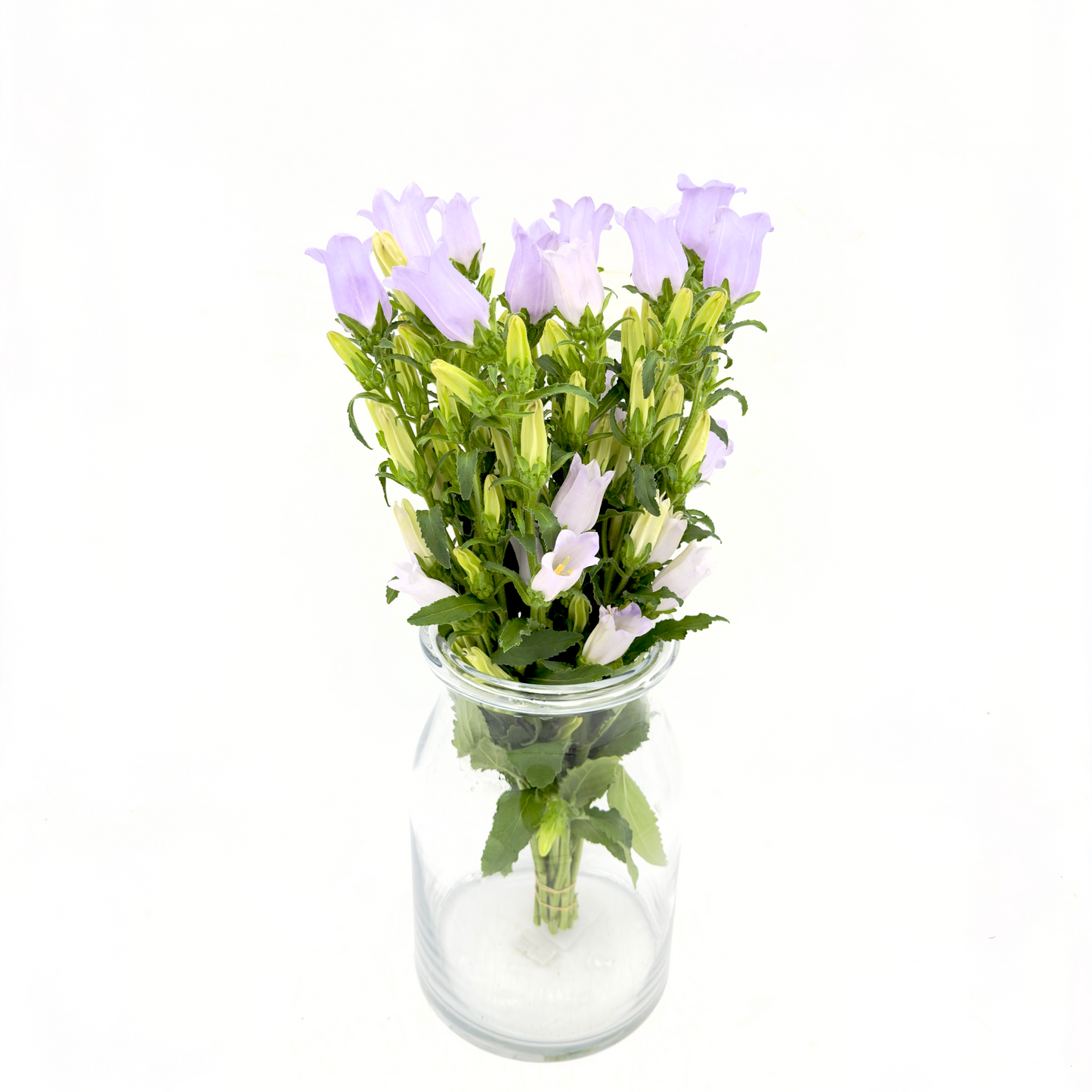 Campanula Lavender 40cm (x10s)