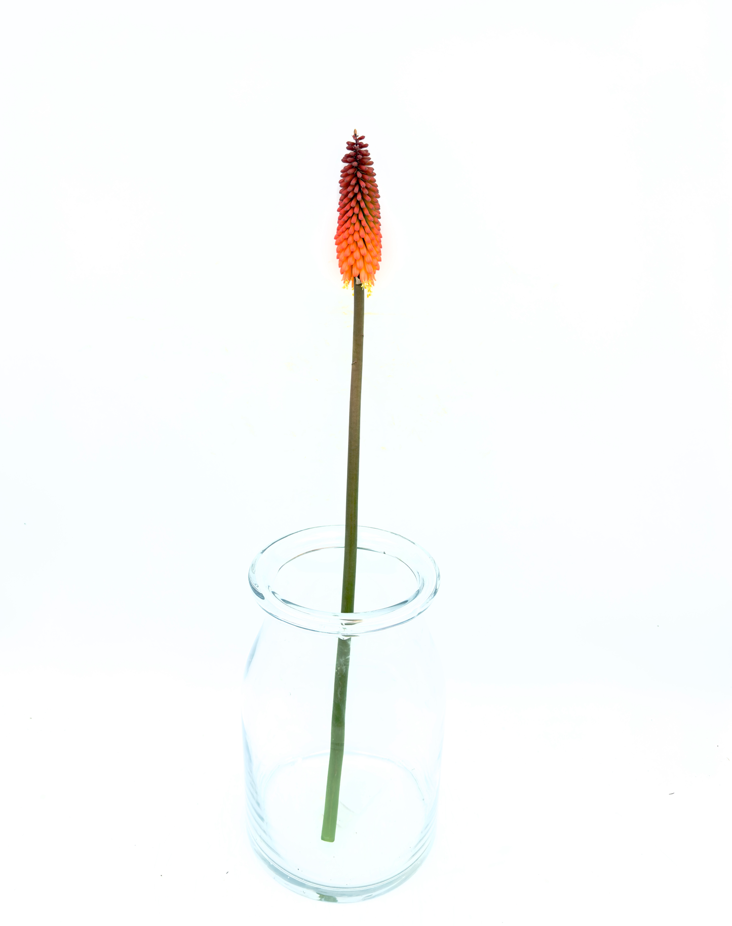 Kniphofia Orange 60cm (x1s)