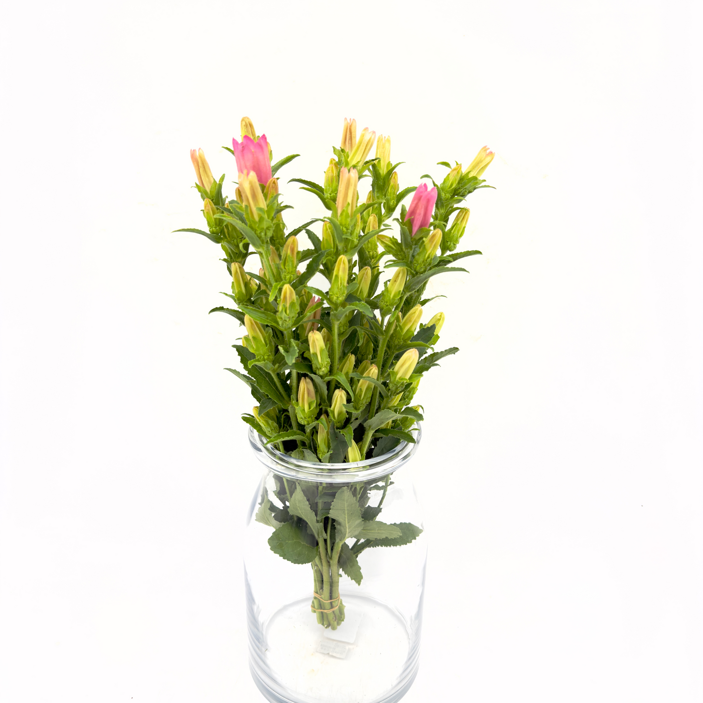 Campanula Pink 50cm (x10s)