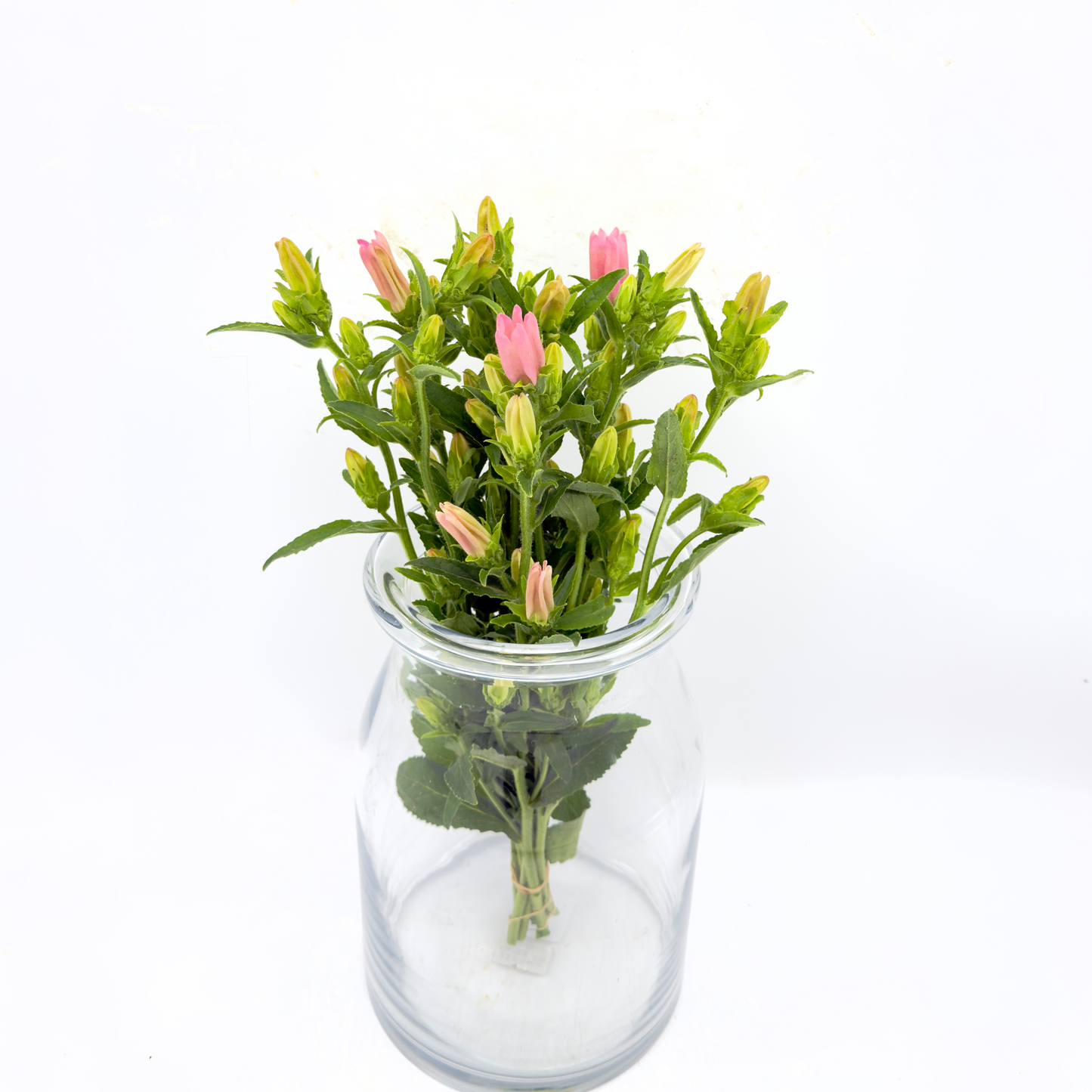 Campanula Pink 40cm (x10s)