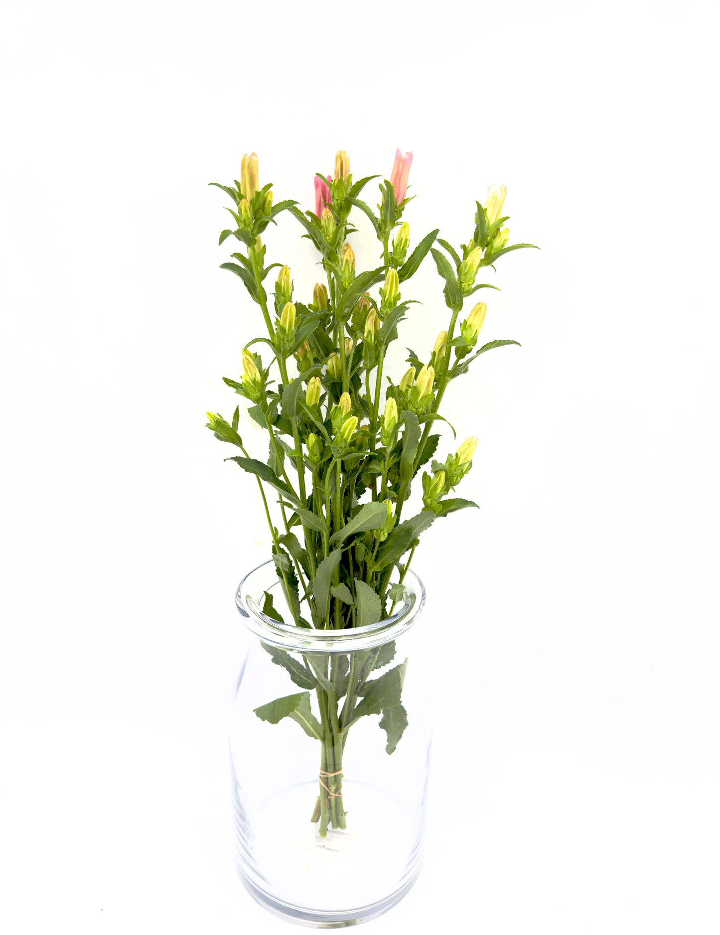 Campanula Pink 60cm (x5s)