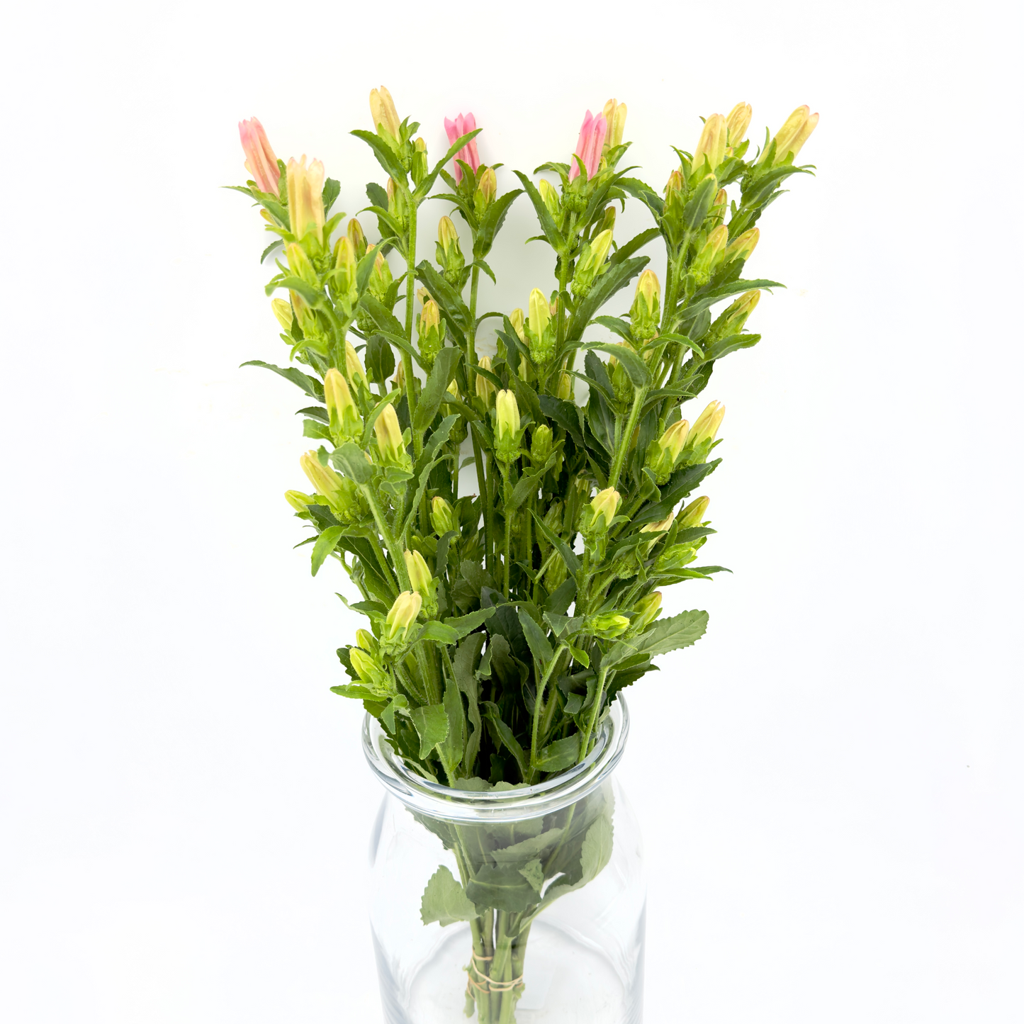 Campanula Pink 60cm (x10s)