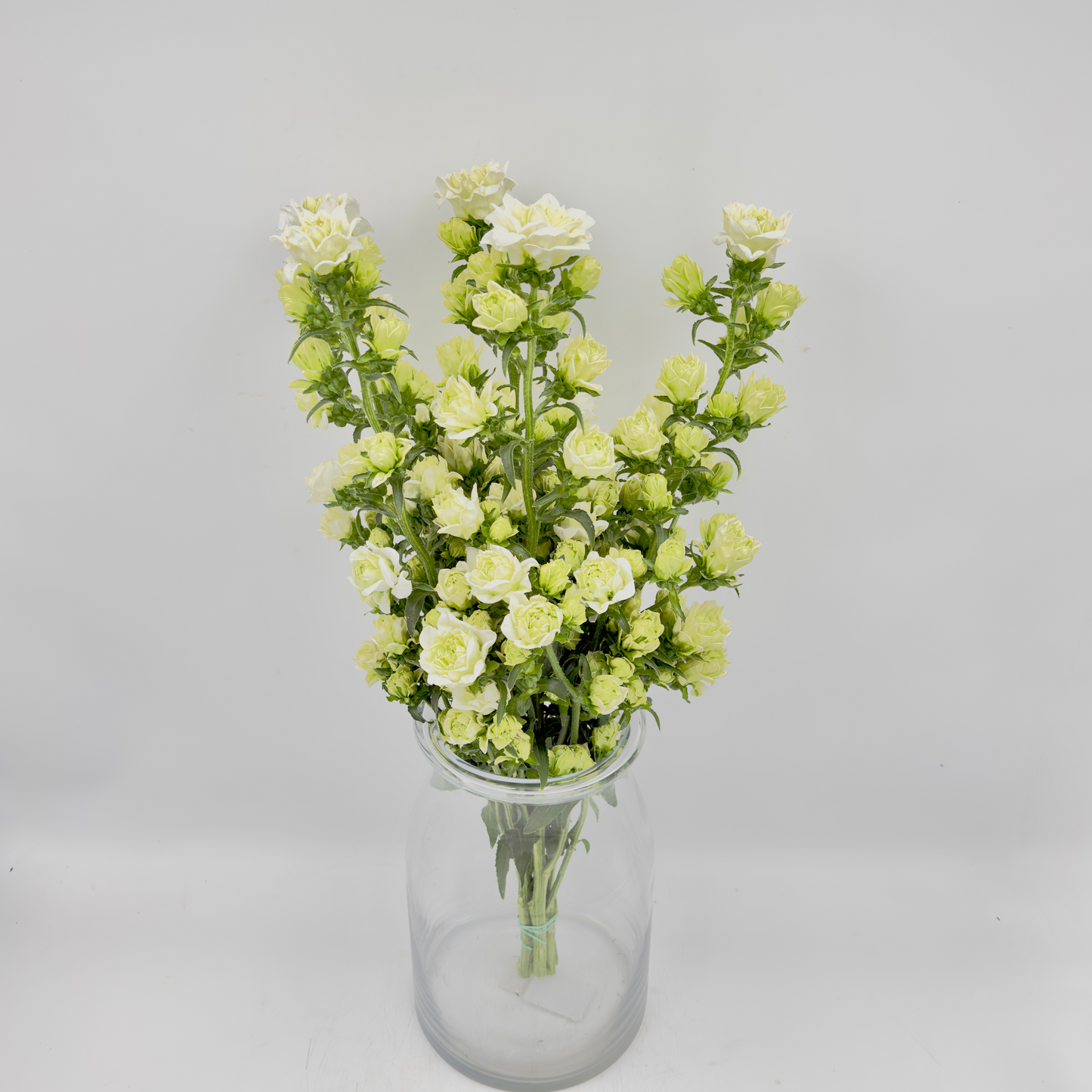 Campanula Kilimanjaro 60cm (x5s)