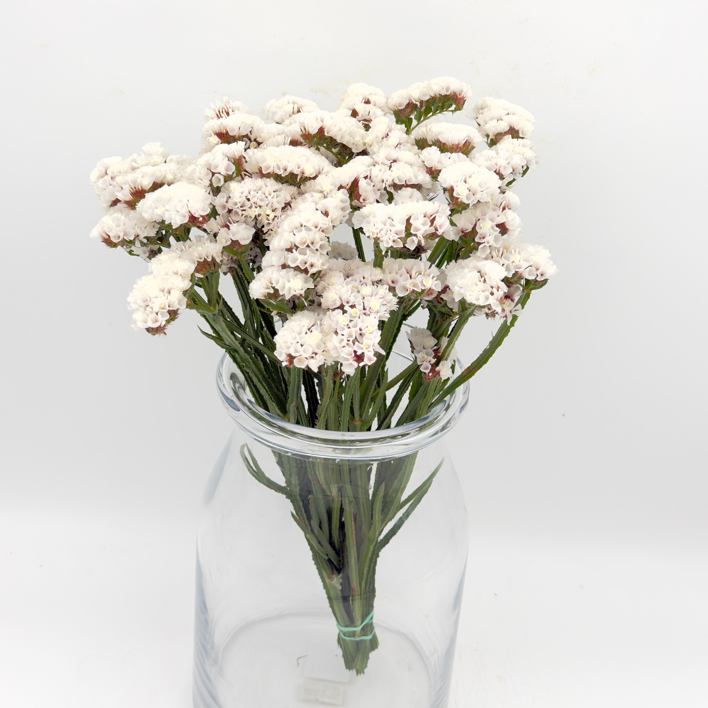 Limonium Statice White 40cm (x10s)