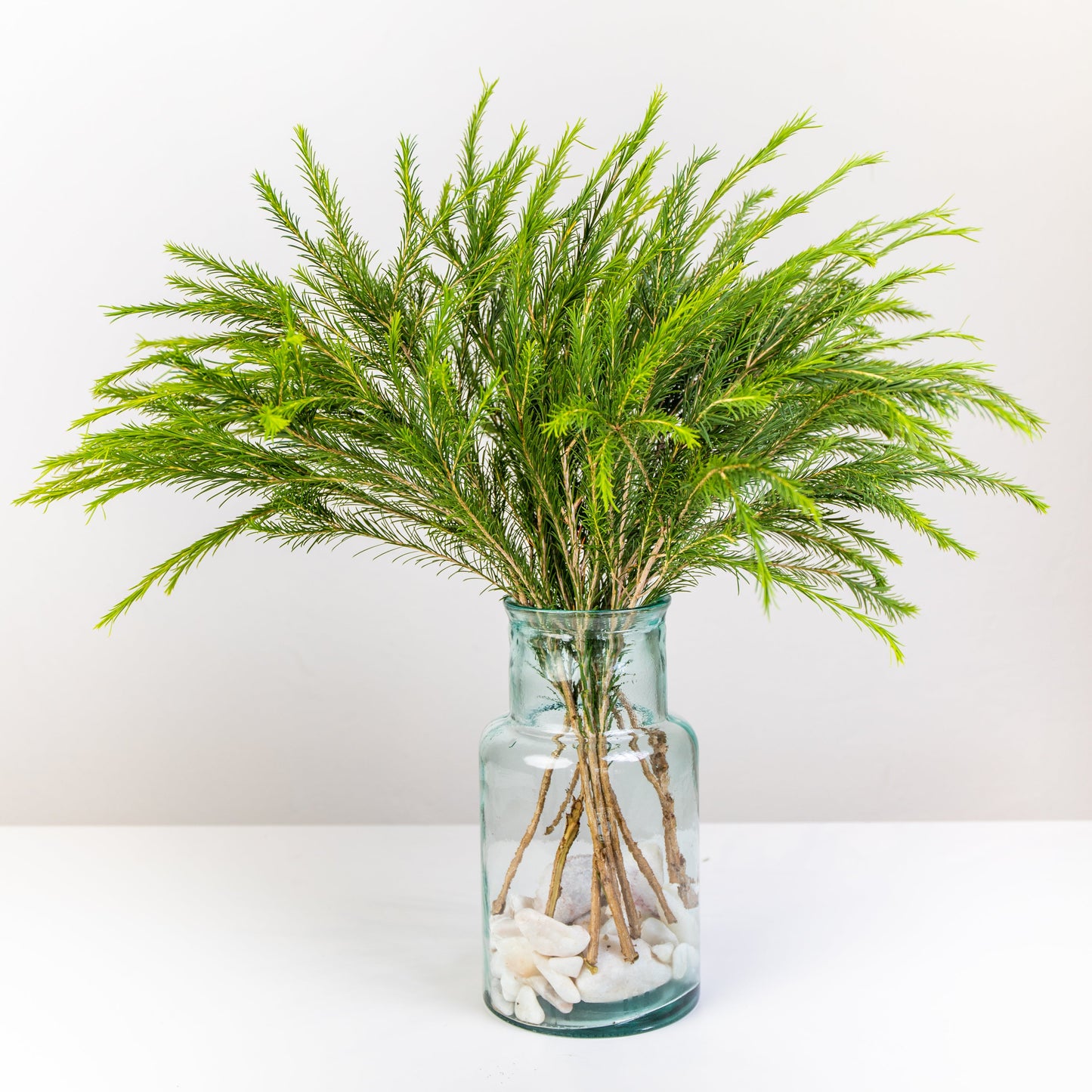 Melaleuca (x10s)