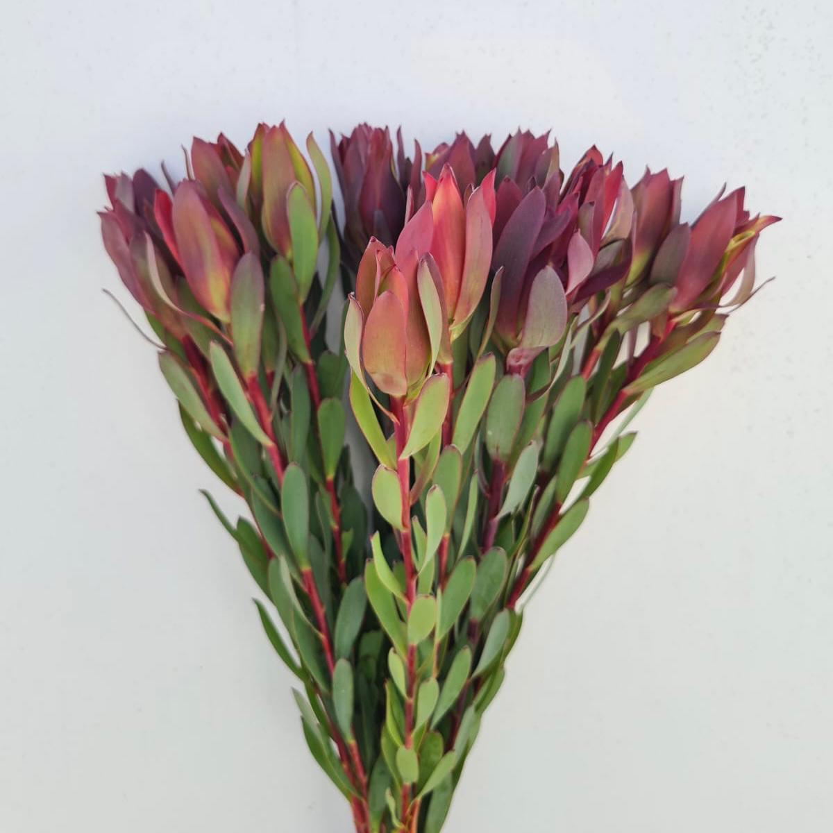 Senorita 60cm (x10s)