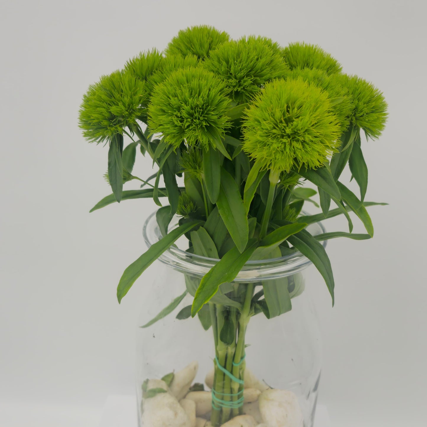 Dianthus Barbatus Green Wicky (x10s)