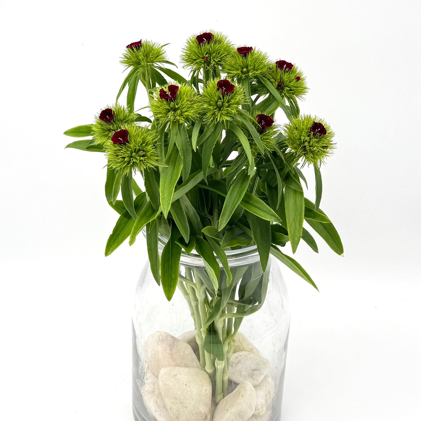 Dianthus Barbatus Green Wicky w/ Flower (x10s)