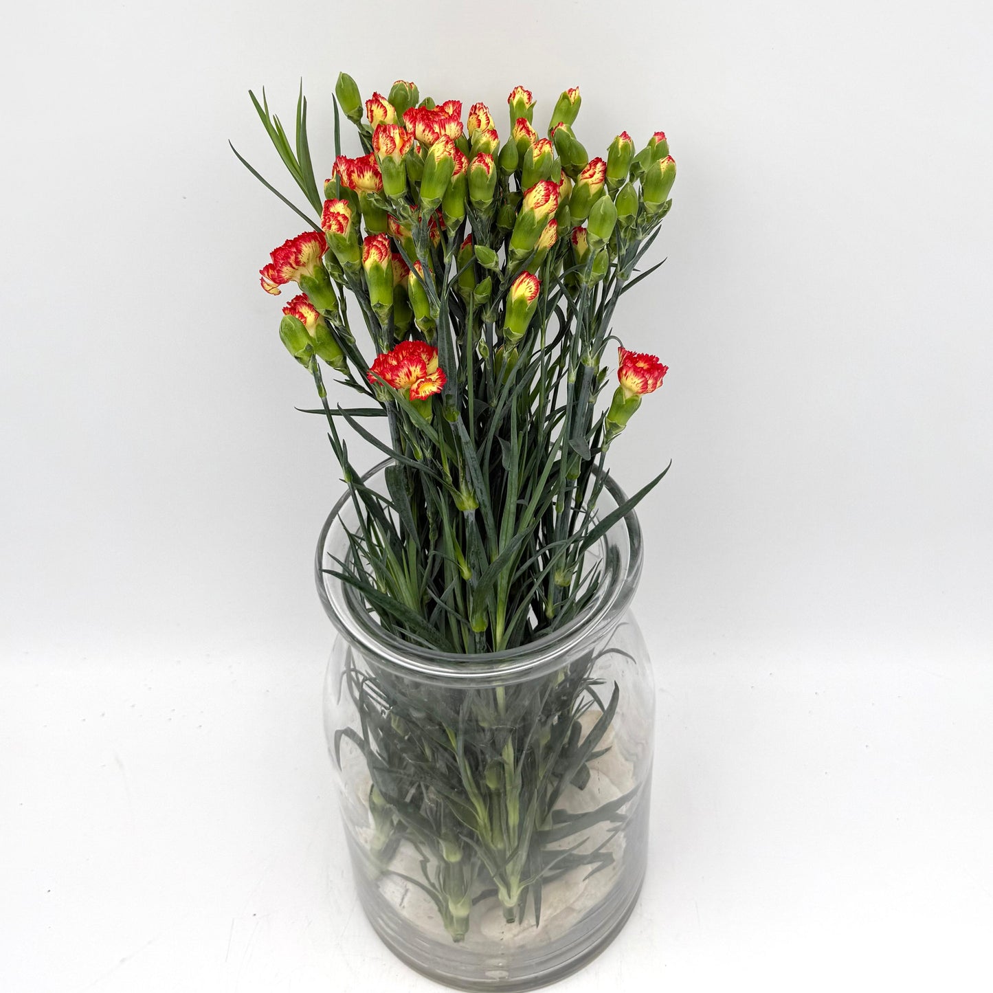 Dianthus caryophyllus Yellow-Red (x10s)
