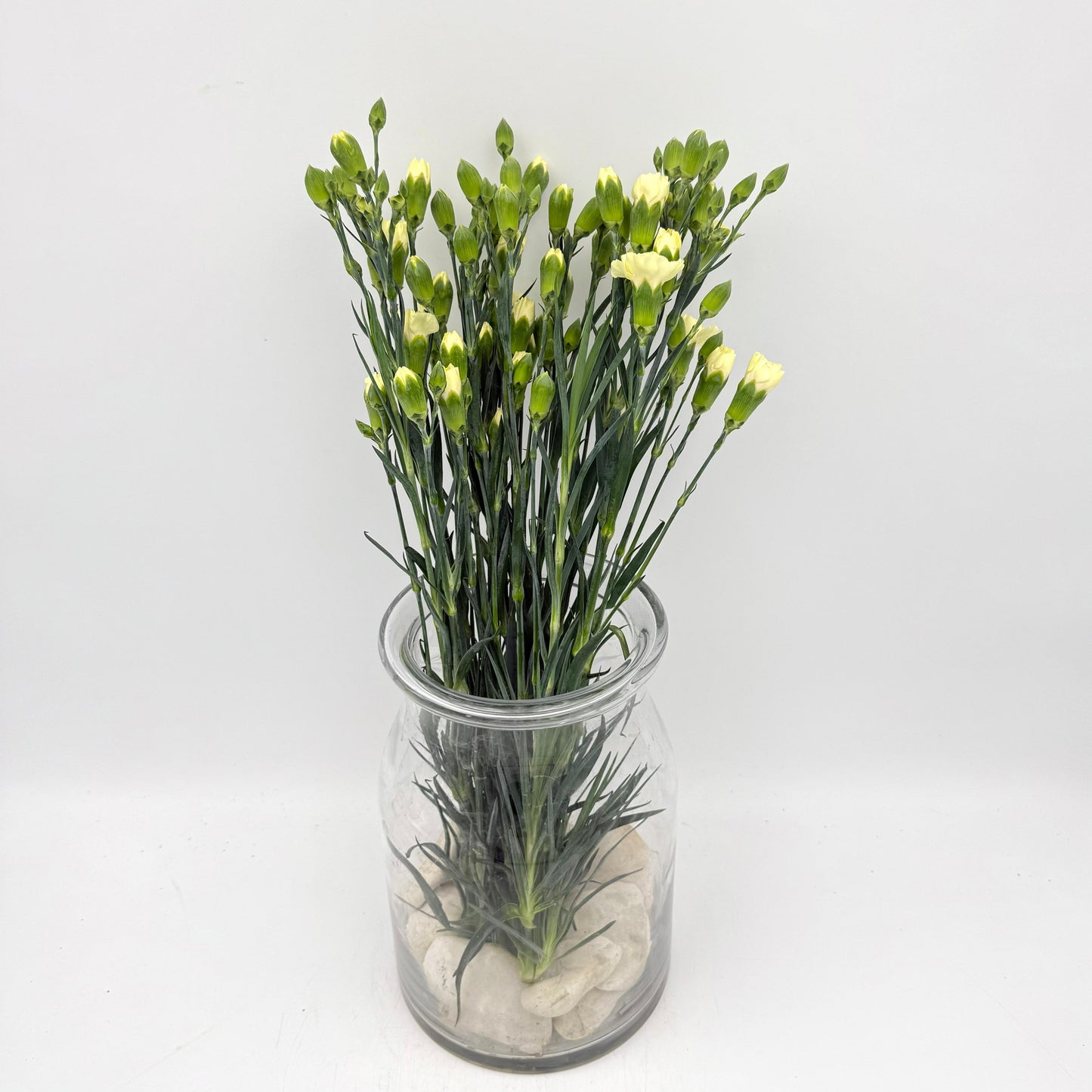 Dianthus caryophyllus Light Yellow (x10s)