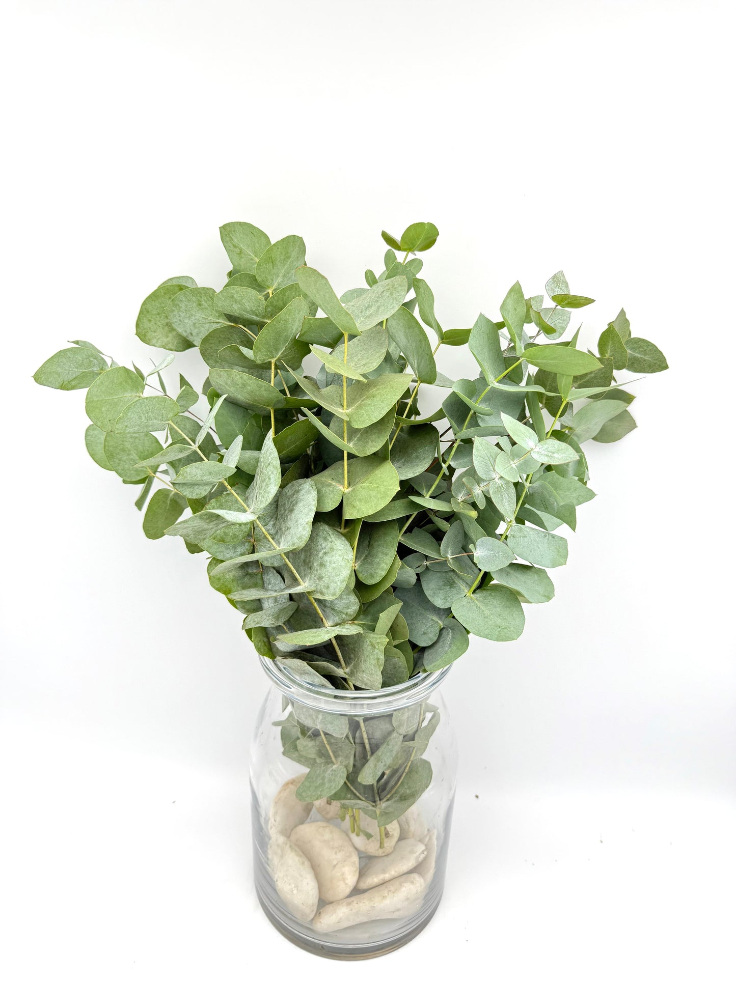 Eucalyptus Cinerea 50m (x10s)