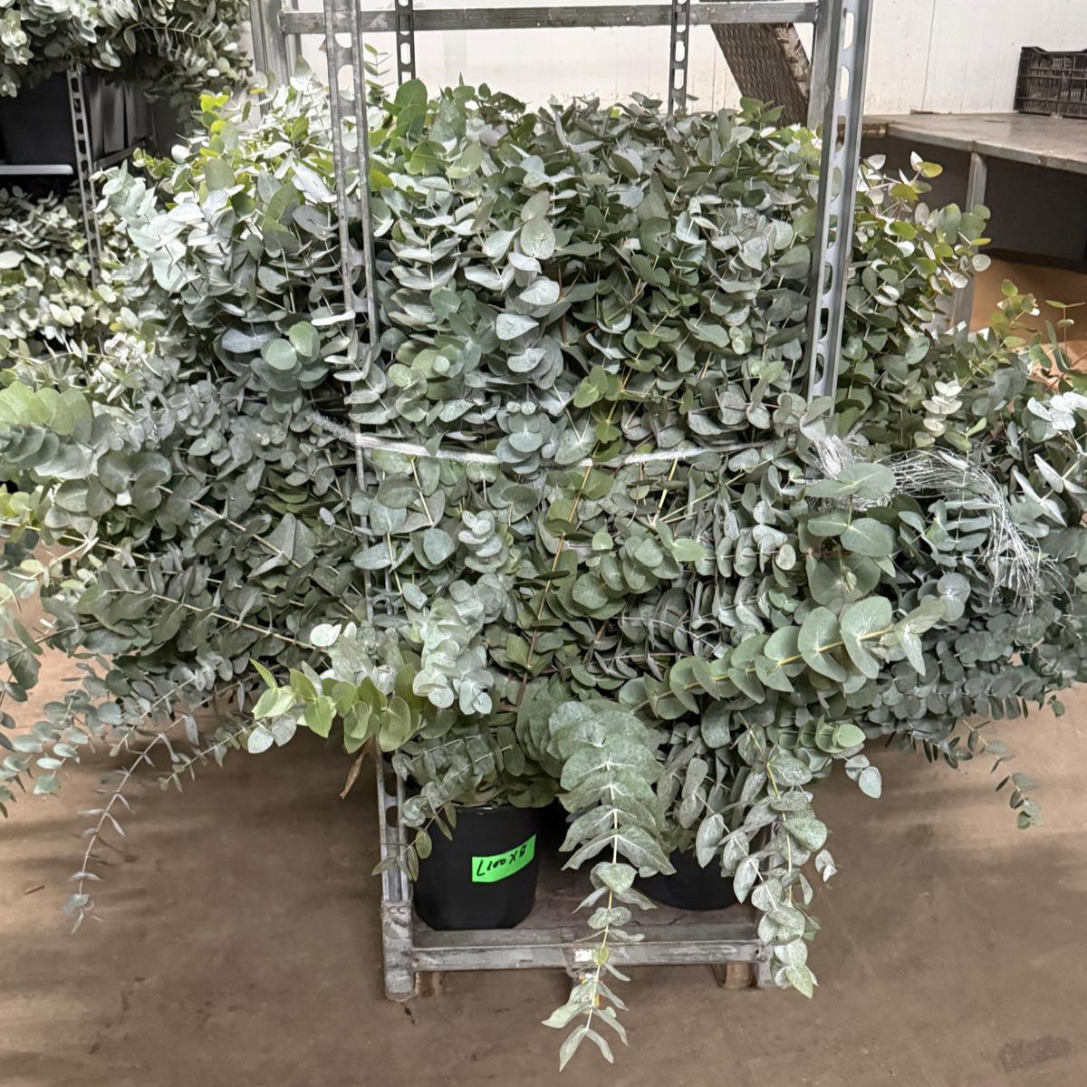 Eucalyptus Cinerea 100cm (x10s)