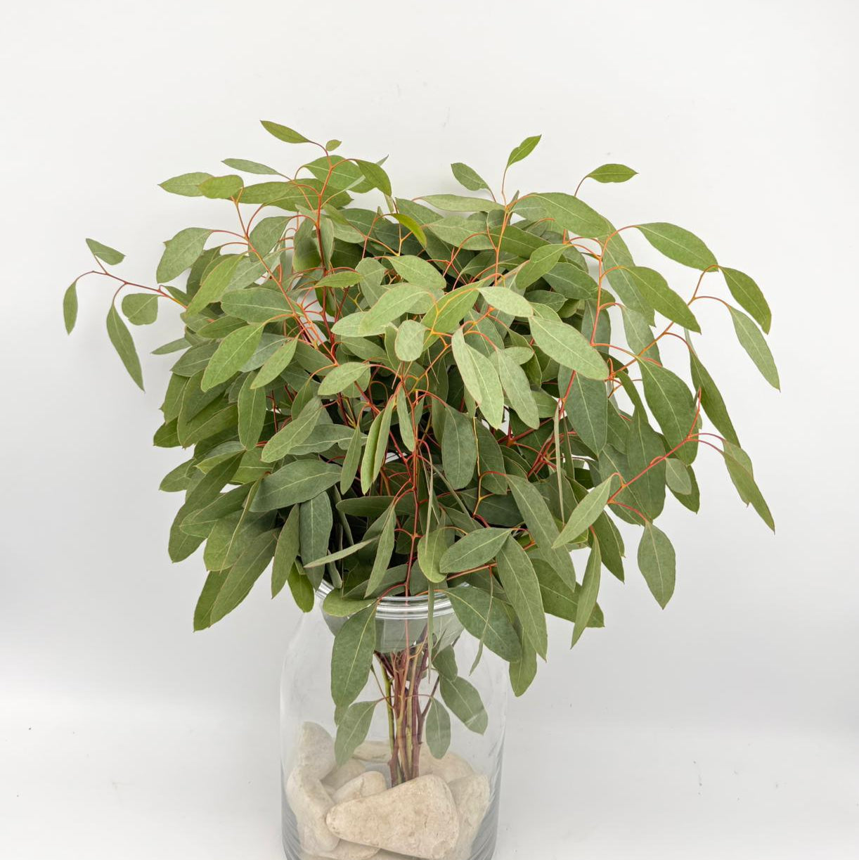 Eucalyptus Populus Biguda 50cm (x10s)