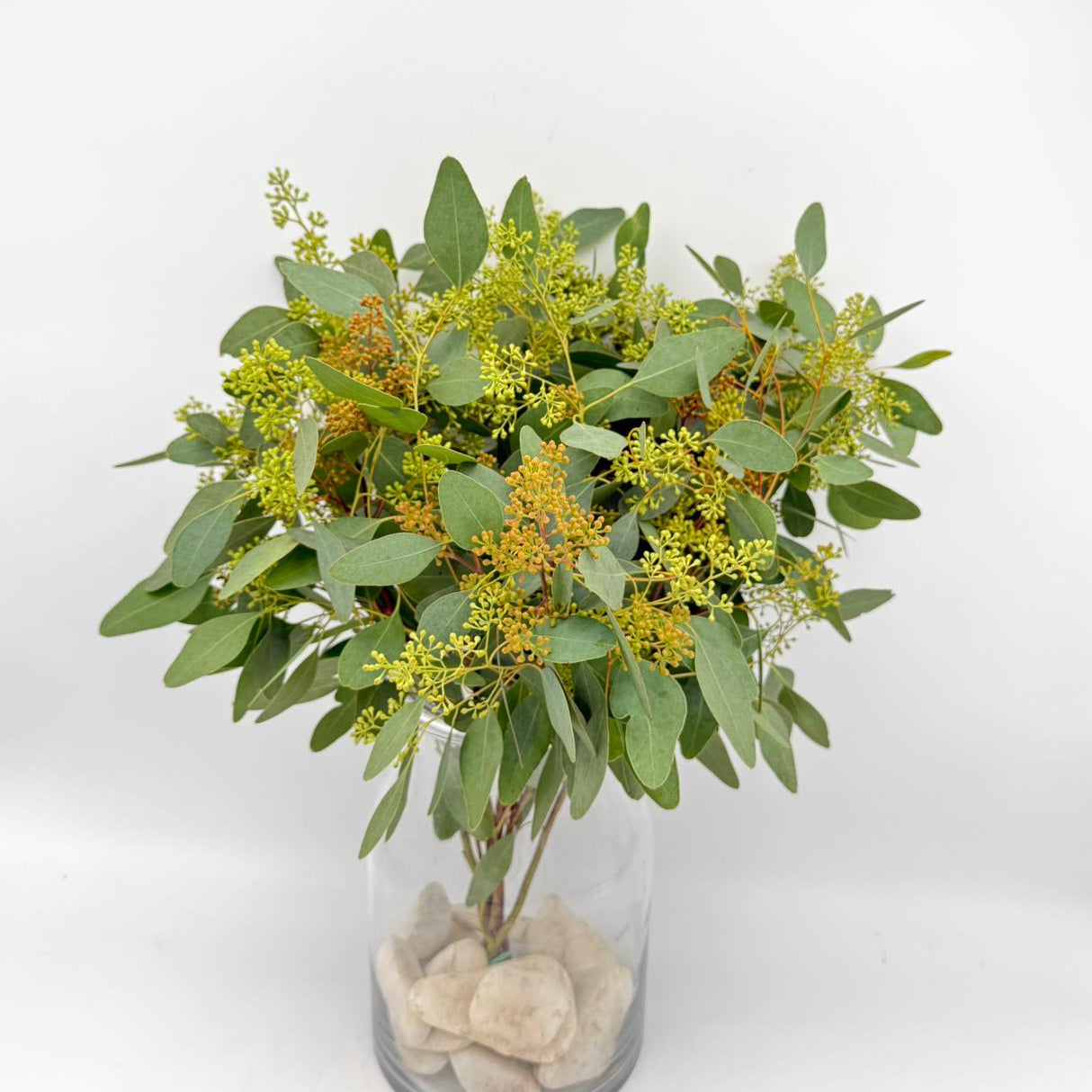 Eucalyptus Populus com Flor 50cm (x10s)