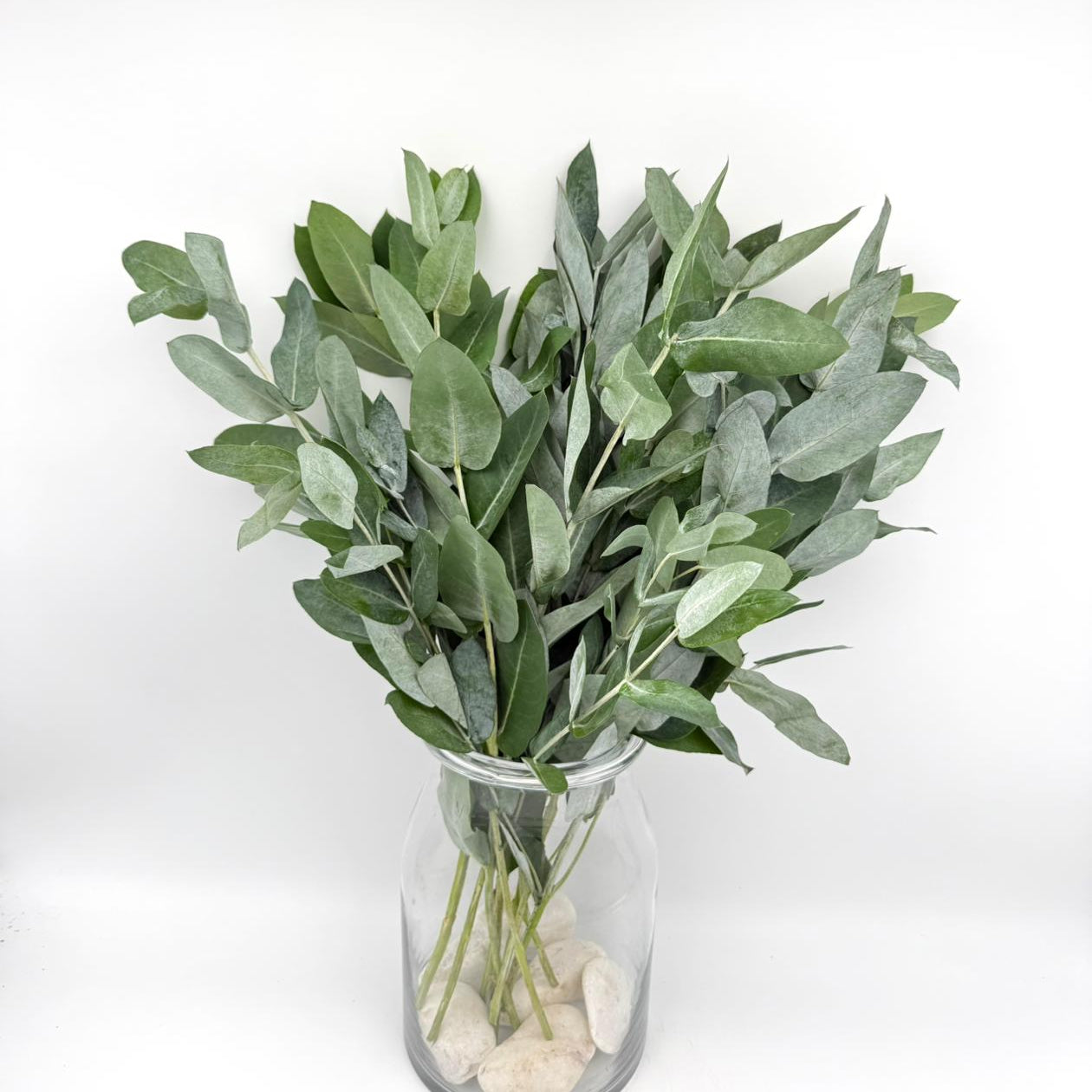 Robusta Spray 60cm (x10s)