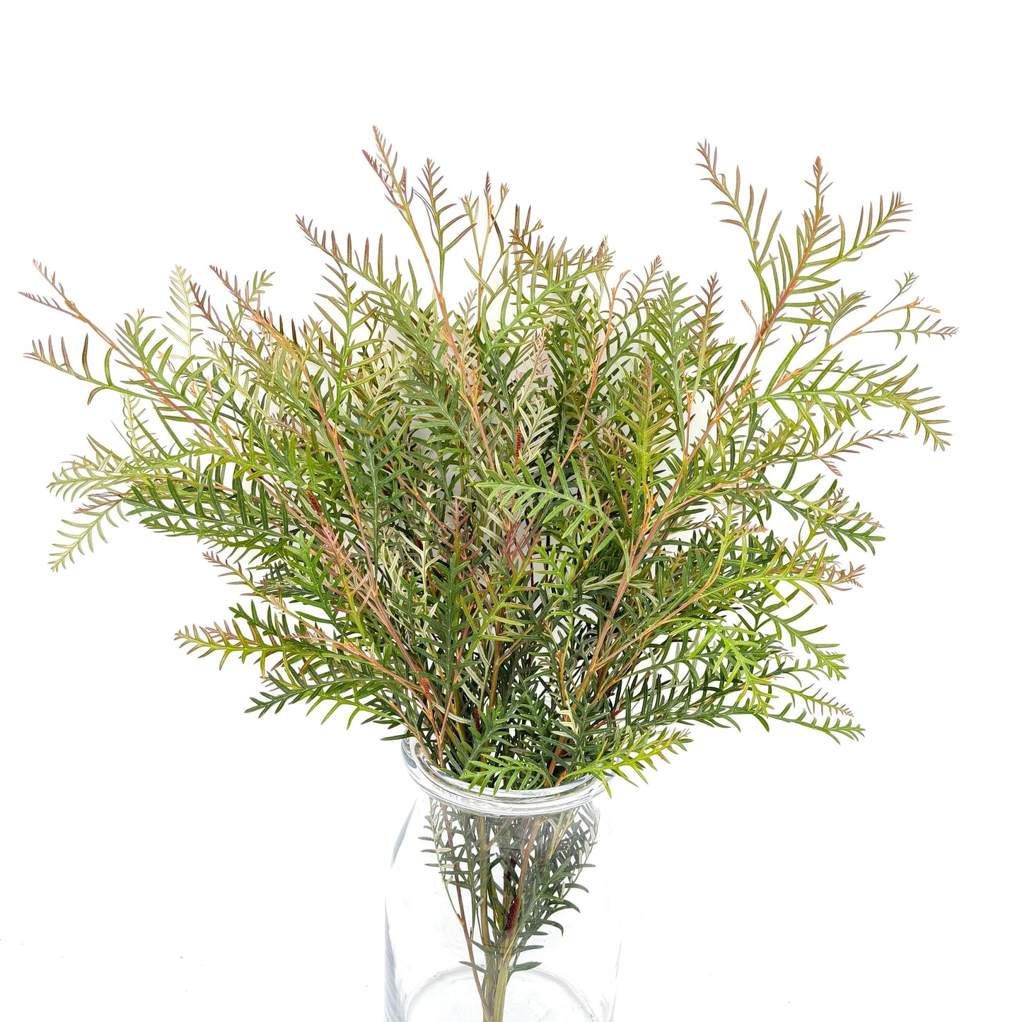 Grevillea (x5s)