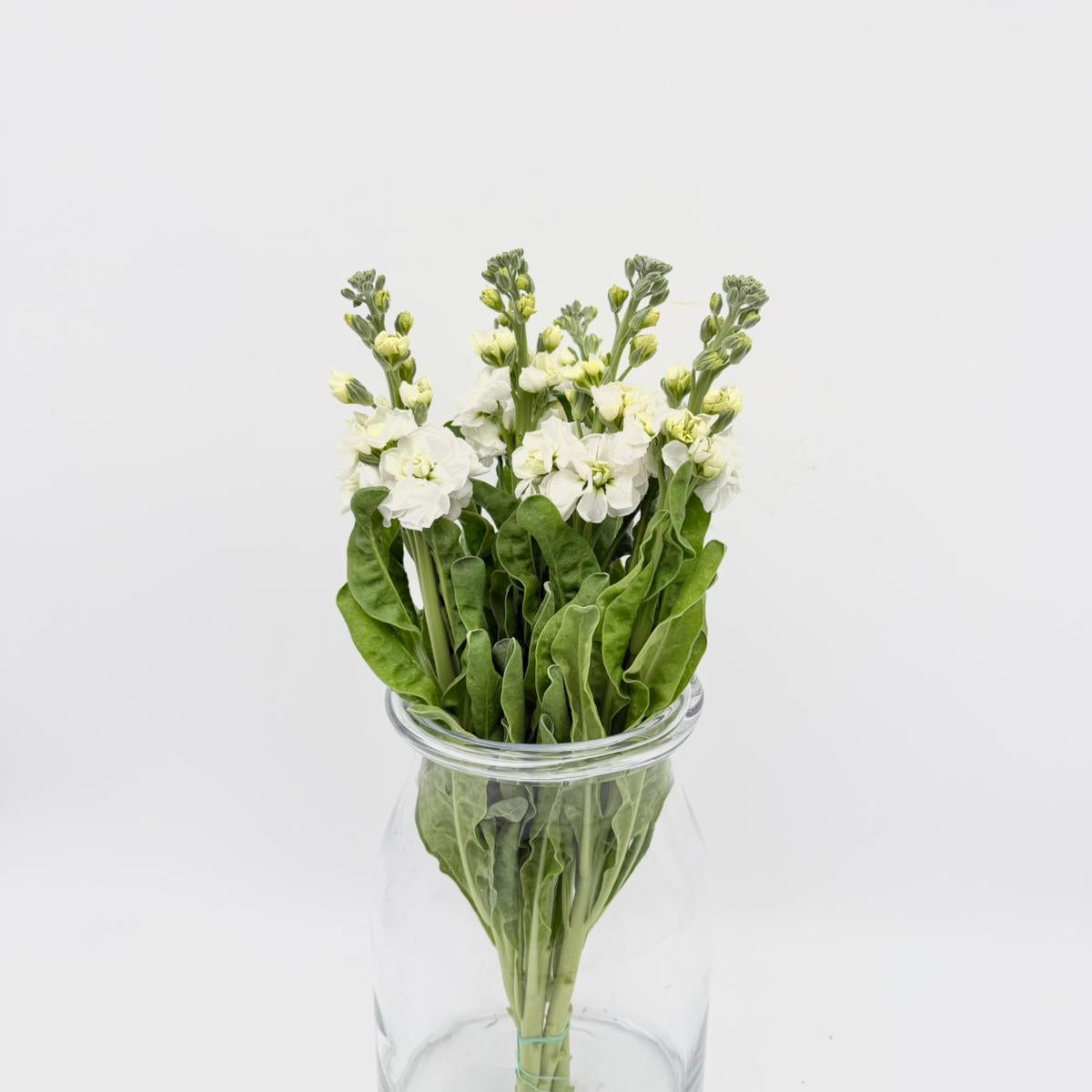 Matthiola White 45-50cm (x5s)