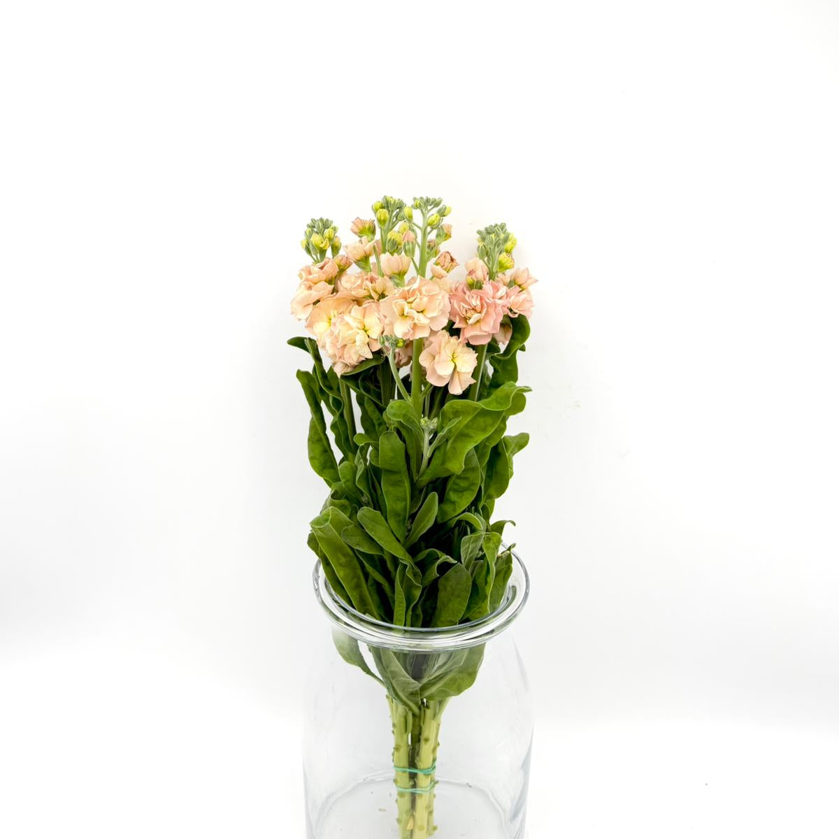 Matthiola Apricot (x5s)