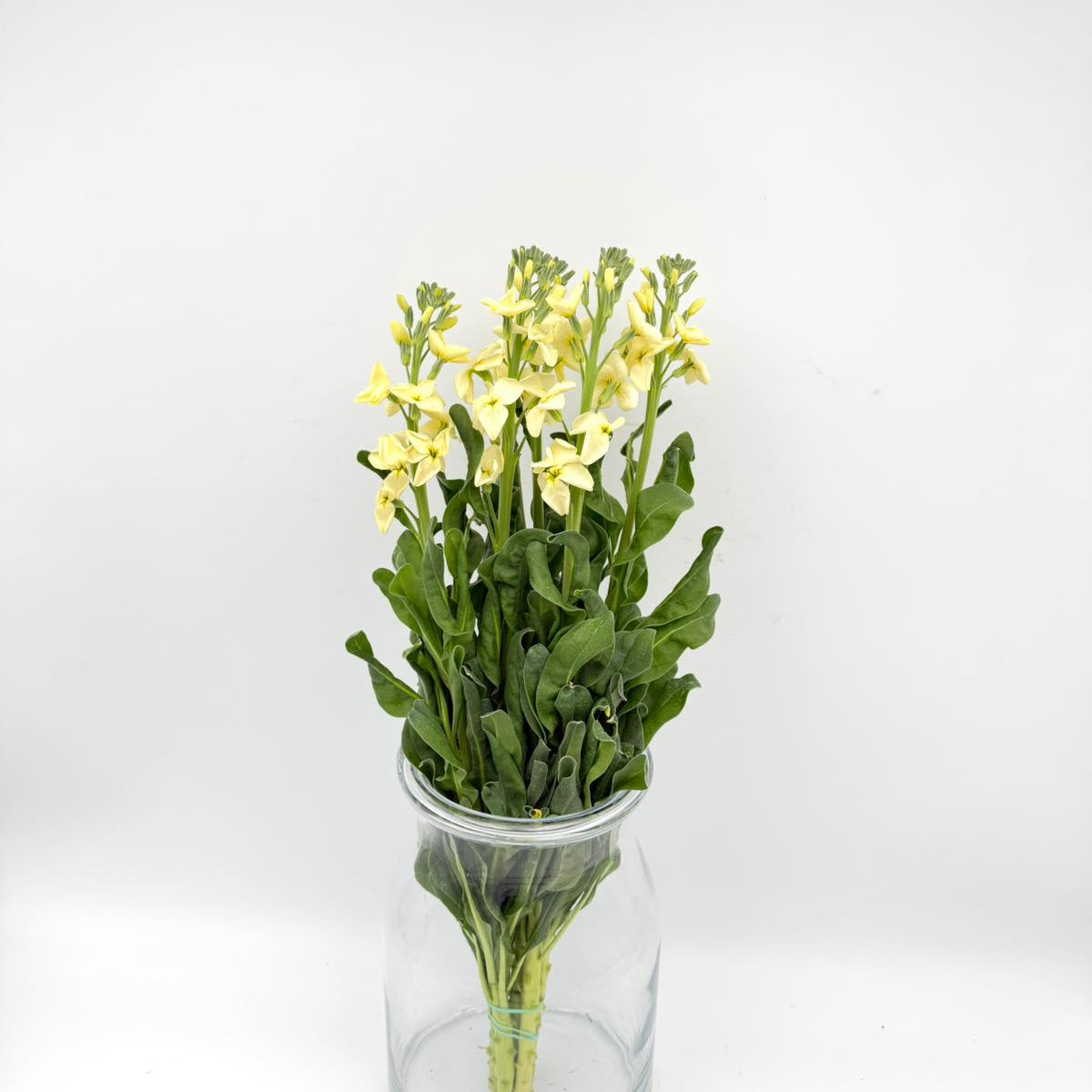 Matthiola Single Light Yellow (x5s)