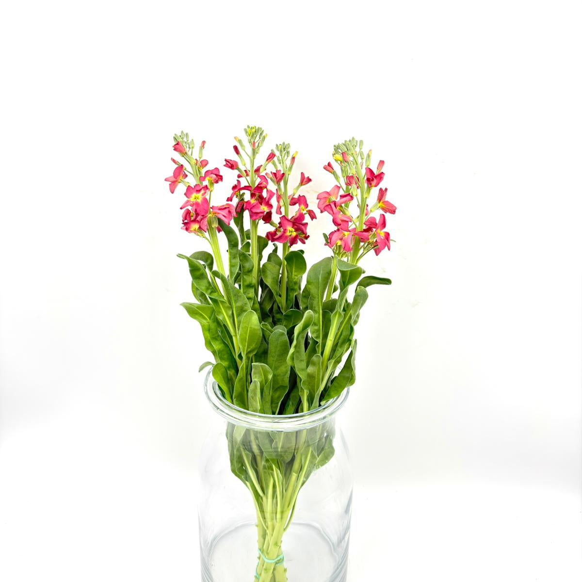 Matthiola Single Terra (x5s)