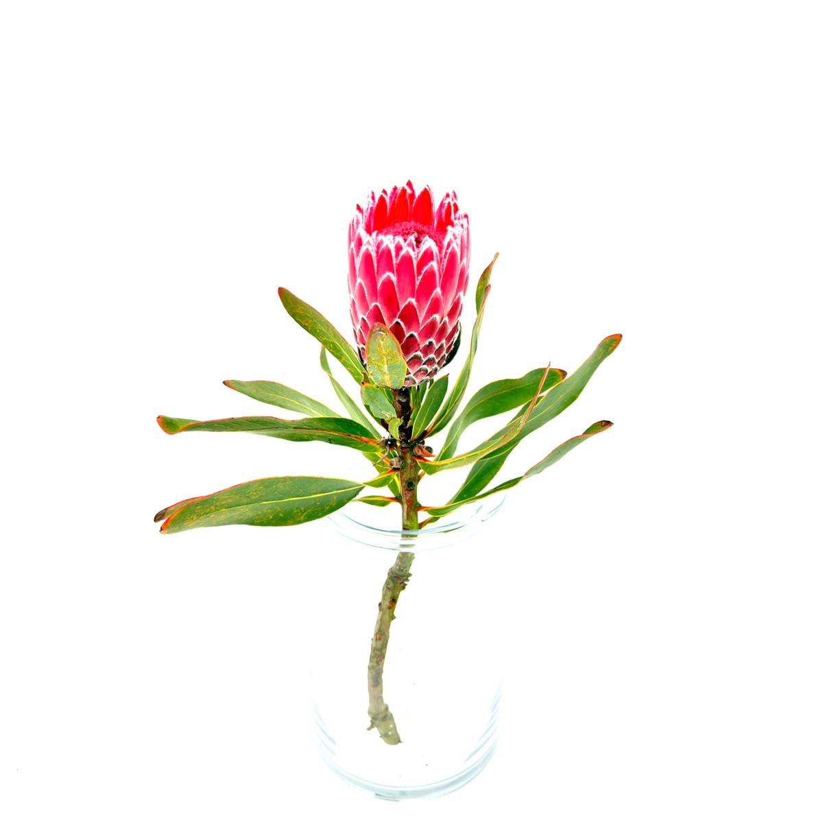 Protea Candida (x1s)