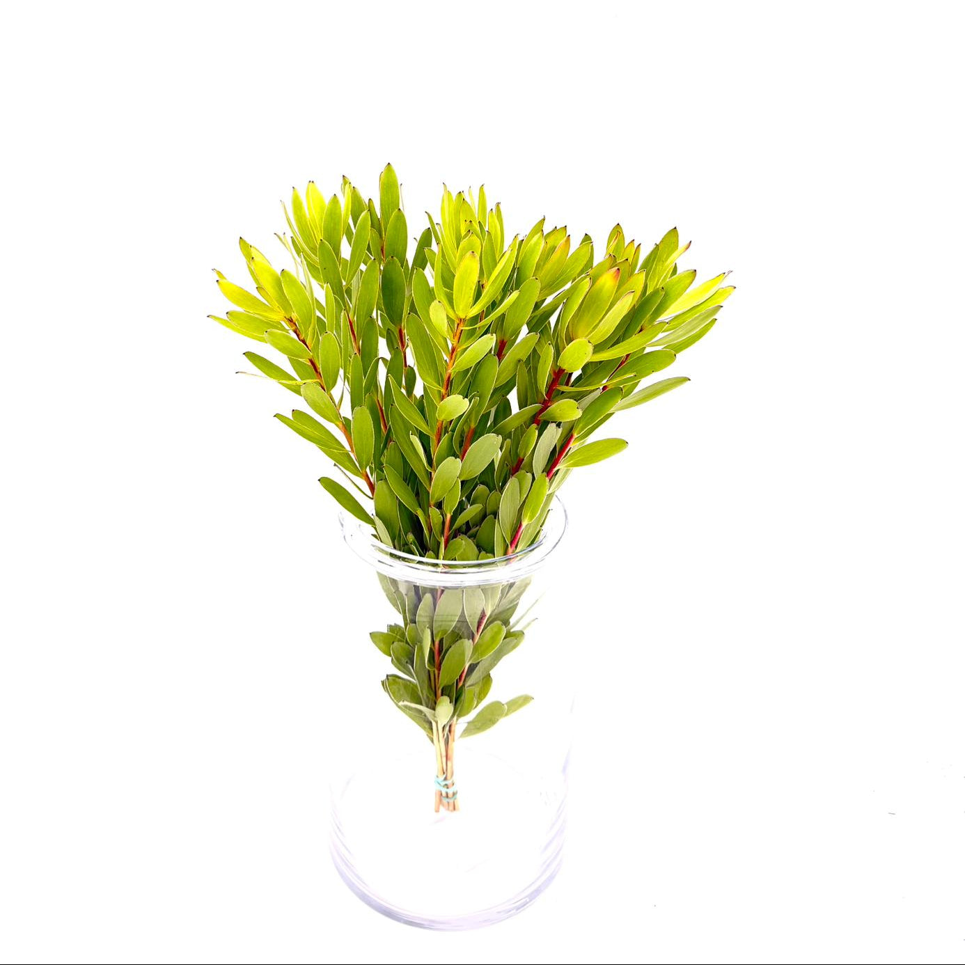 Goldstrike Cego 50cm (x10s)