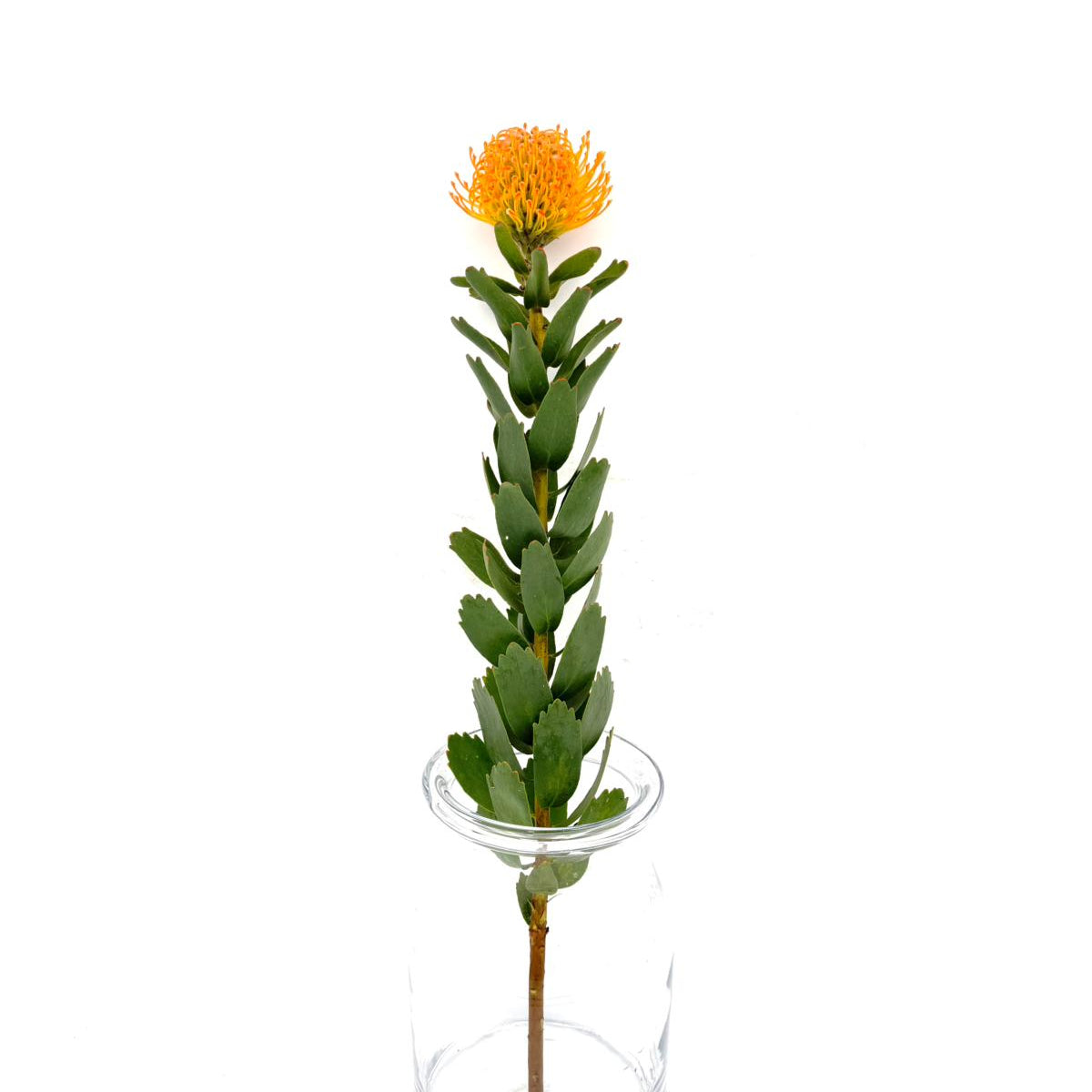 Soleil 70cm (x1s)