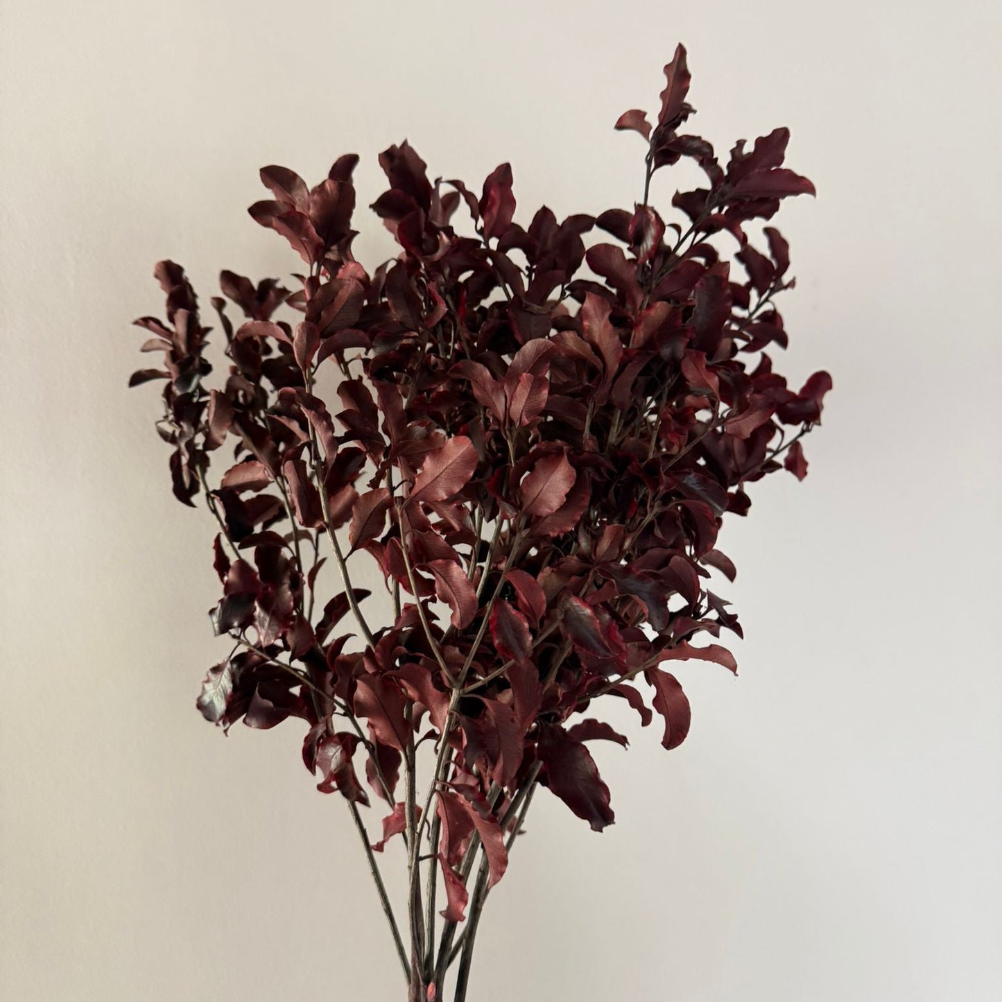 Pittosporum Nigra Preserved Painted (x5s)