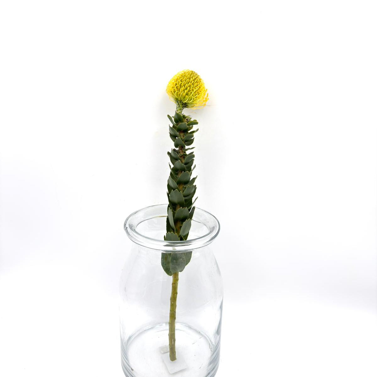 High Gold 50cm (x1s)
