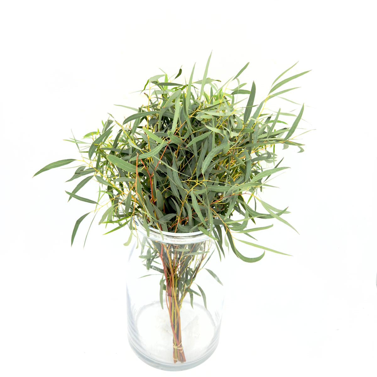 Eucalyptus Nicoli 50cm (x10s)