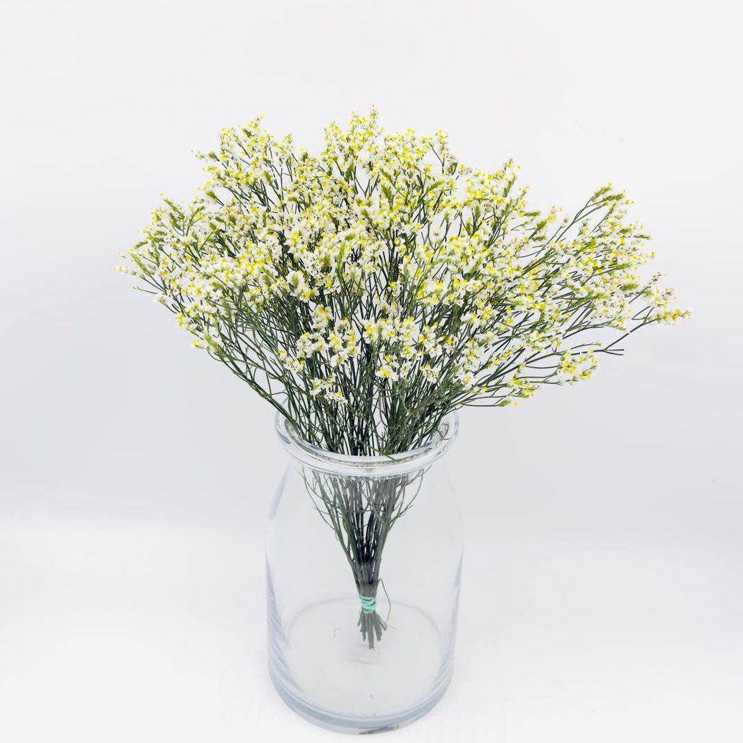 Limonium Sinensis Pure Diamond 50cm (x10s)
