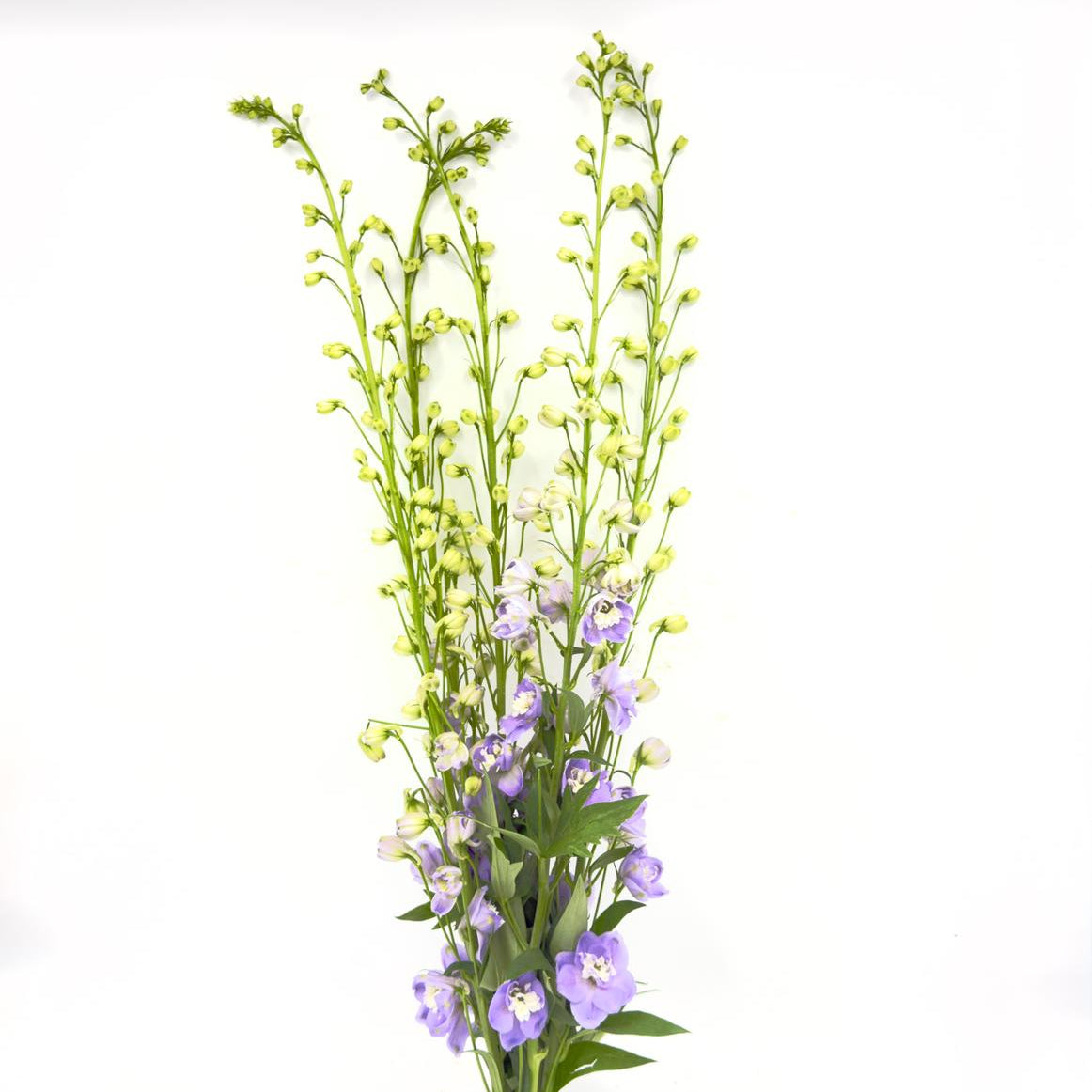 Delphinium Elatum Lavender 80cm (x5s)