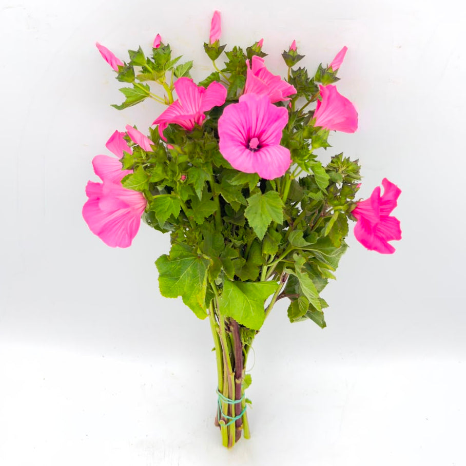 Lavaterra 40cm (x10s)