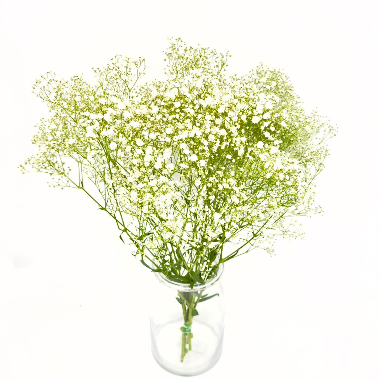 Gypsophila 70cm (x5s)