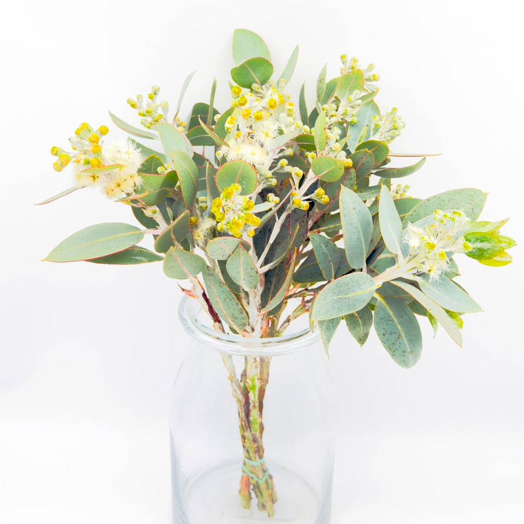 Eucalyptus Pleurocarpa (x10s)*