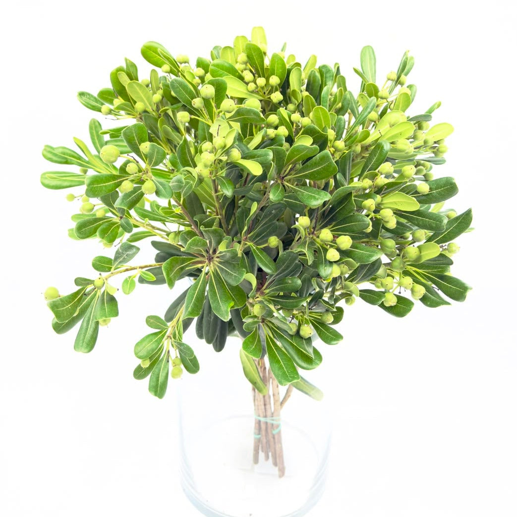 Pittosporum Tobira 50cm (x5s)*