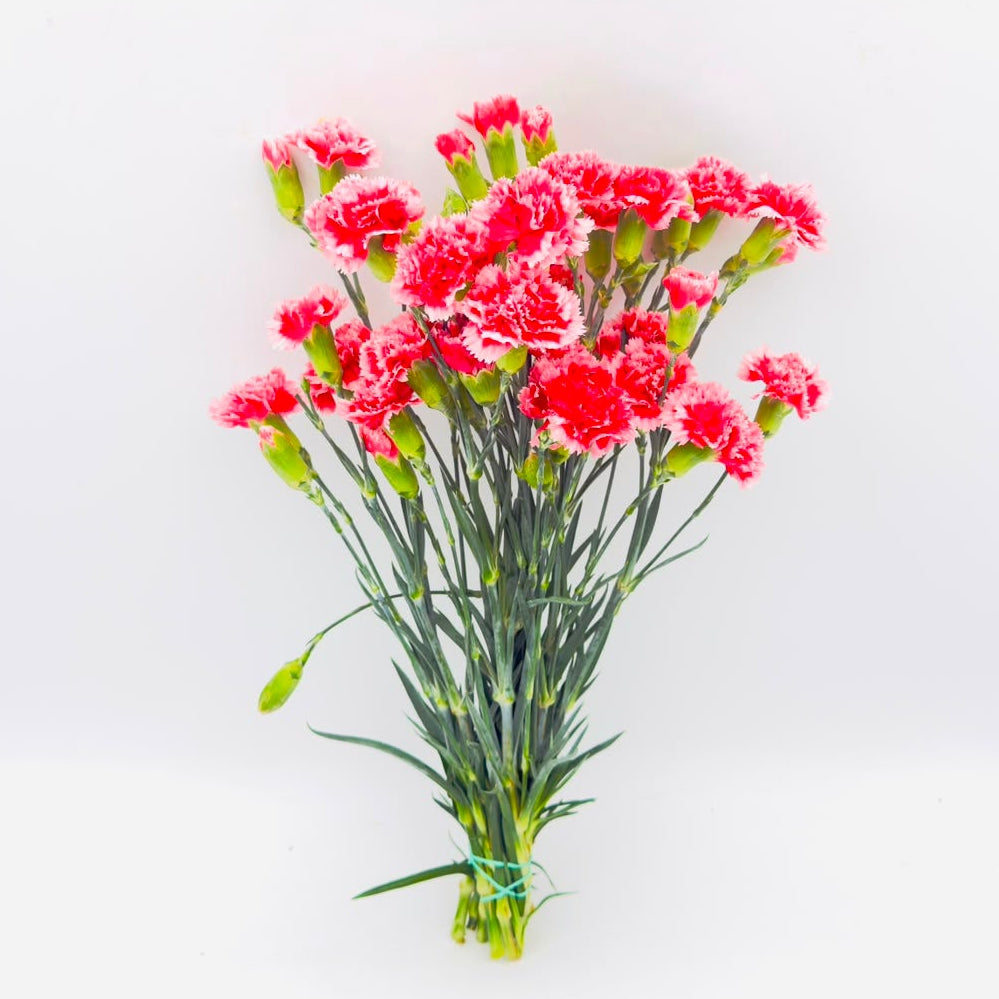 Dianthus caryophyllus Picotee Red (x10s)