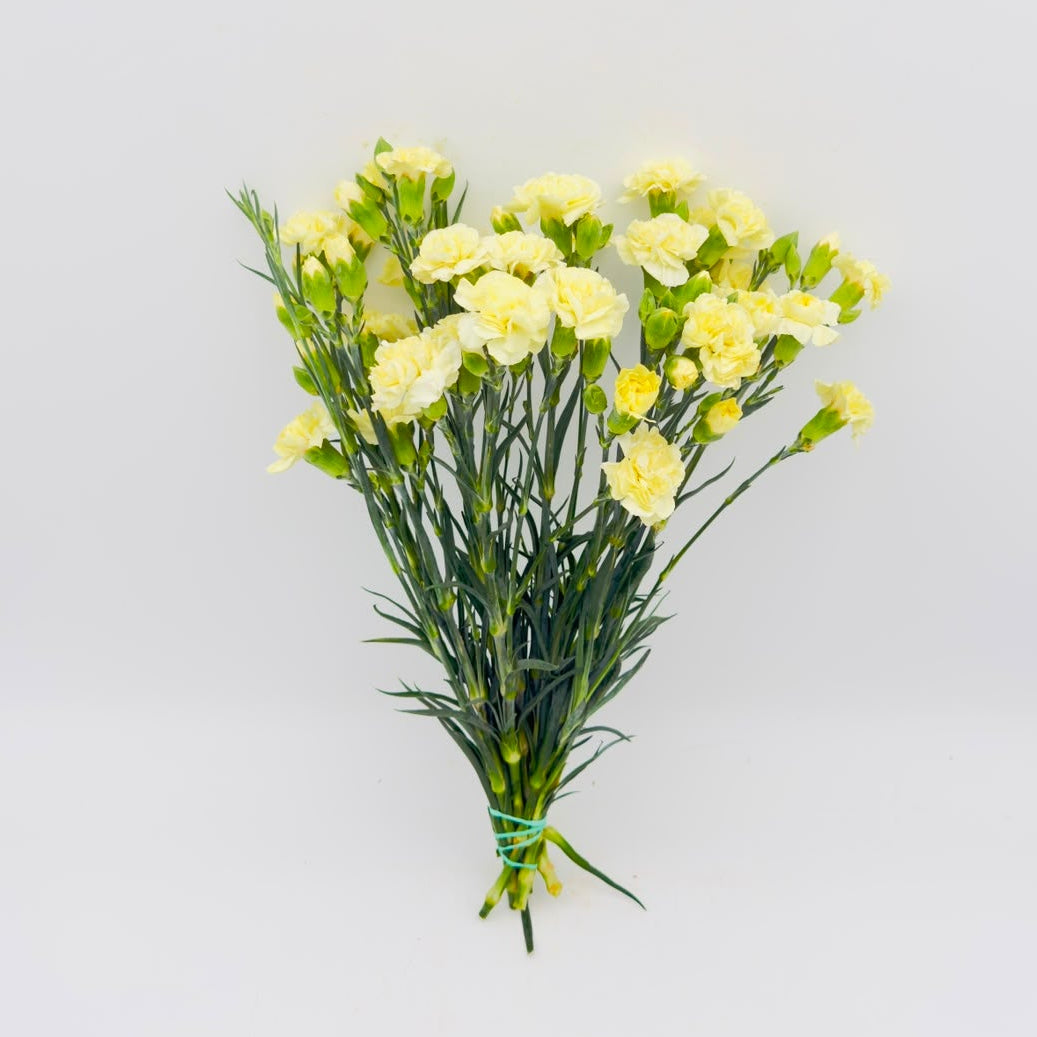 Dianthus caryophyllus Light Yellow (x10s)