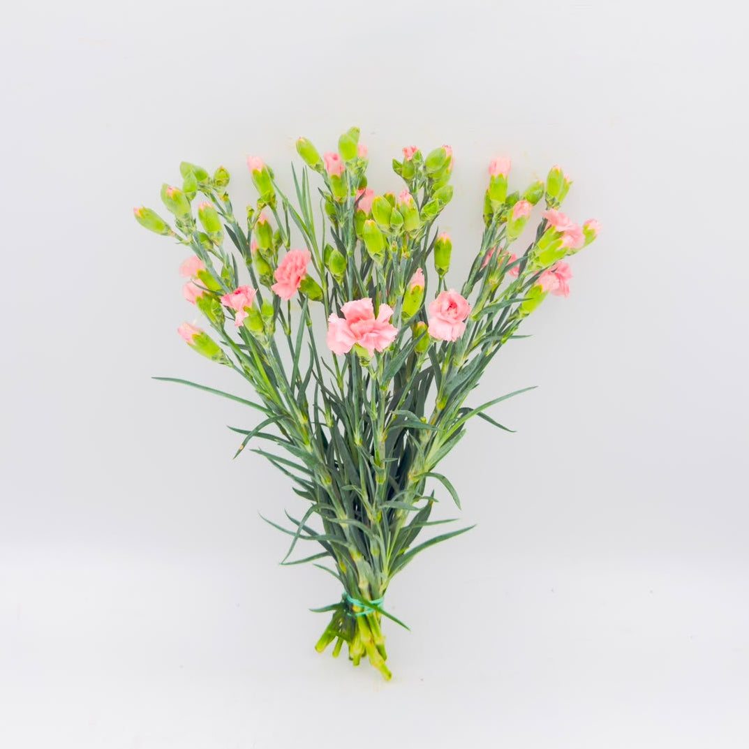 Dianthus caryophyllus Light Pink (x10s)